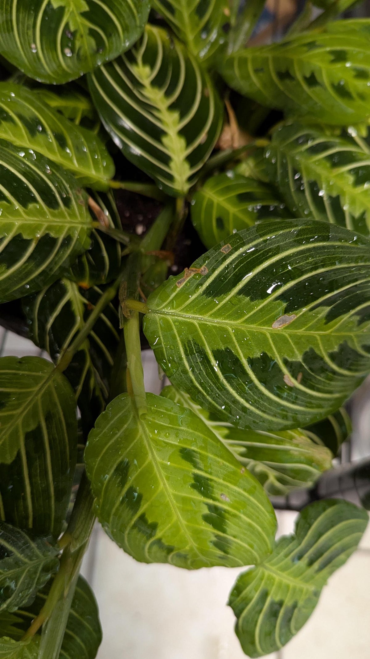 Prayer Plant Cutting: Maranta Leuconeura with Plant Food & Care Notes