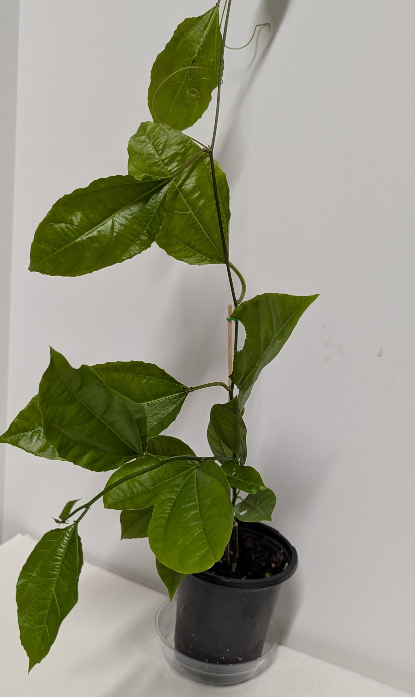 Organic Passion Fruit Vine Cutting: Hardy Mature Plant Ready to Root (4" Pot)