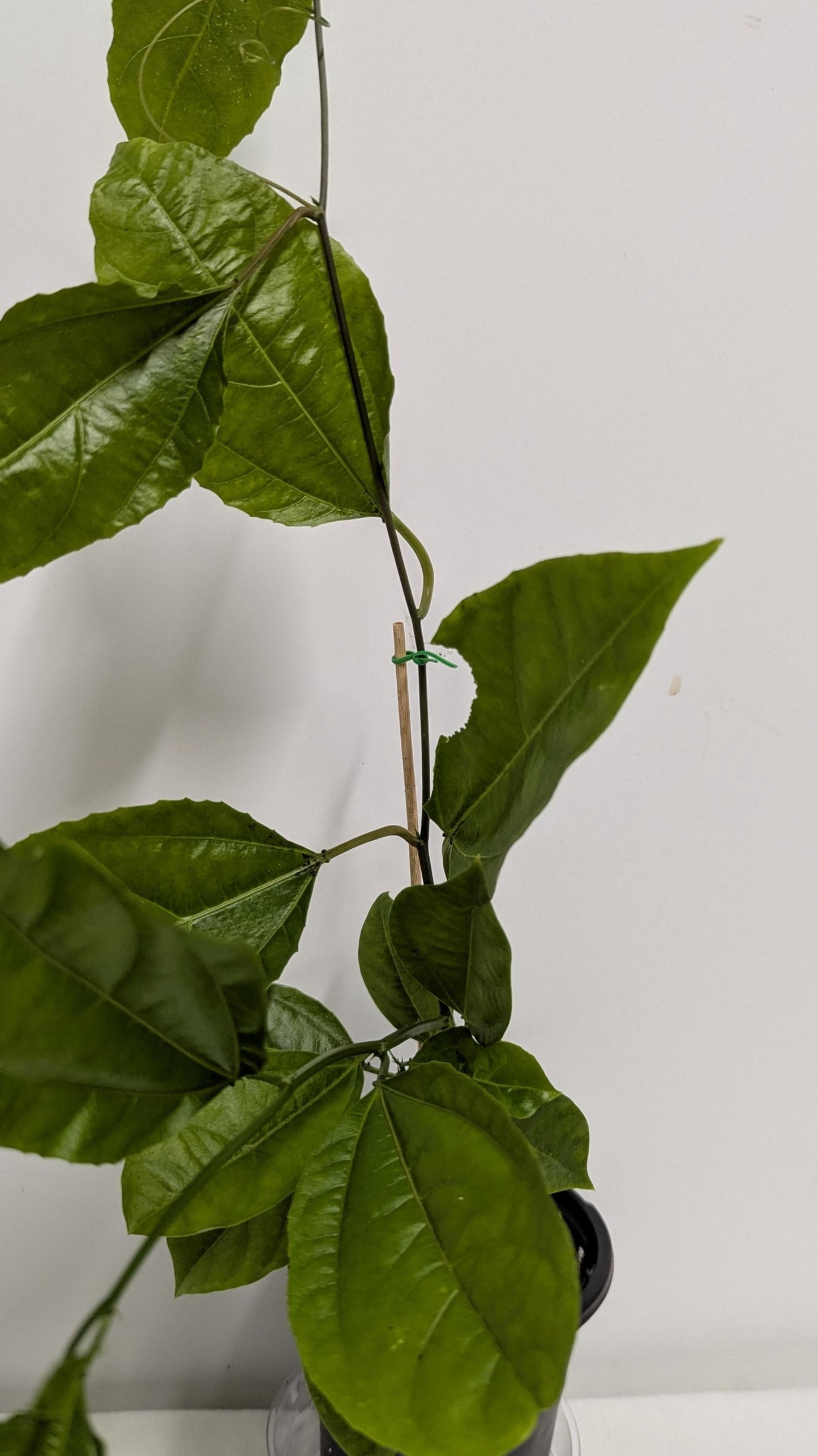 Organic Passion Fruit Vine Cutting: Hardy Mature Plant Ready to Root (4" Pot)