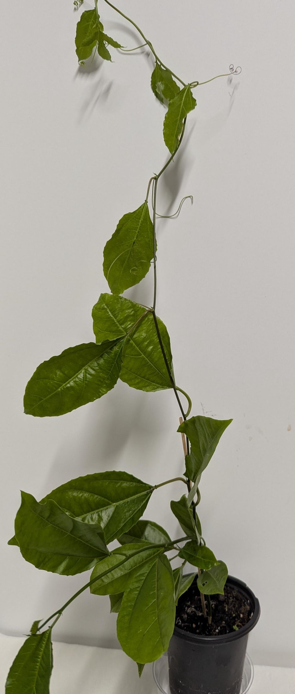 Organic Passion Fruit Vine Cutting: Hardy Mature Plant Ready to Root (4" Pot)