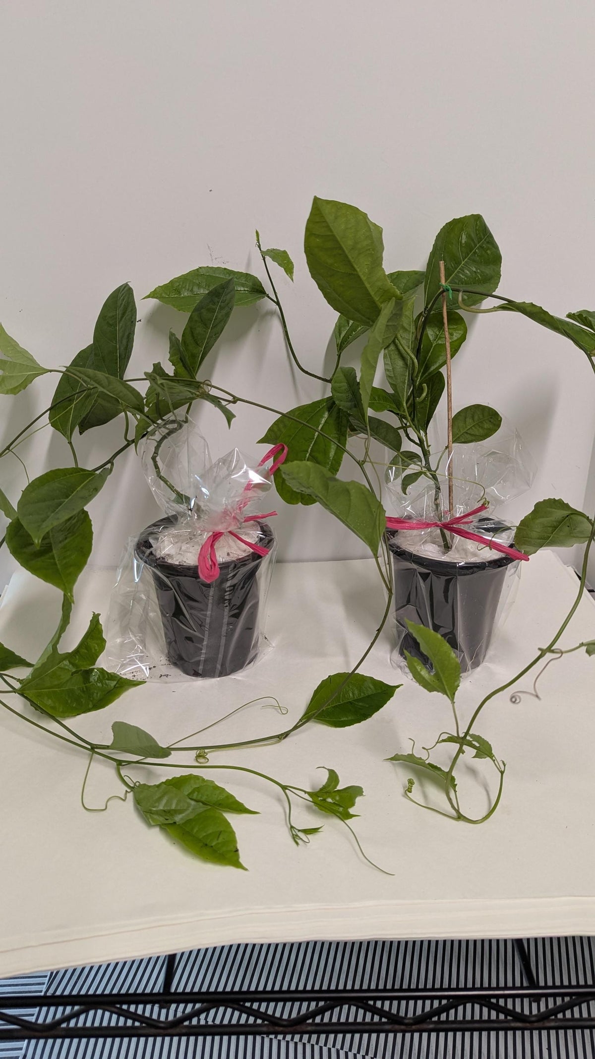 Organic Passion Fruit Vine Cutting: Hardy Mature Plant Ready to Root (4" Pot)