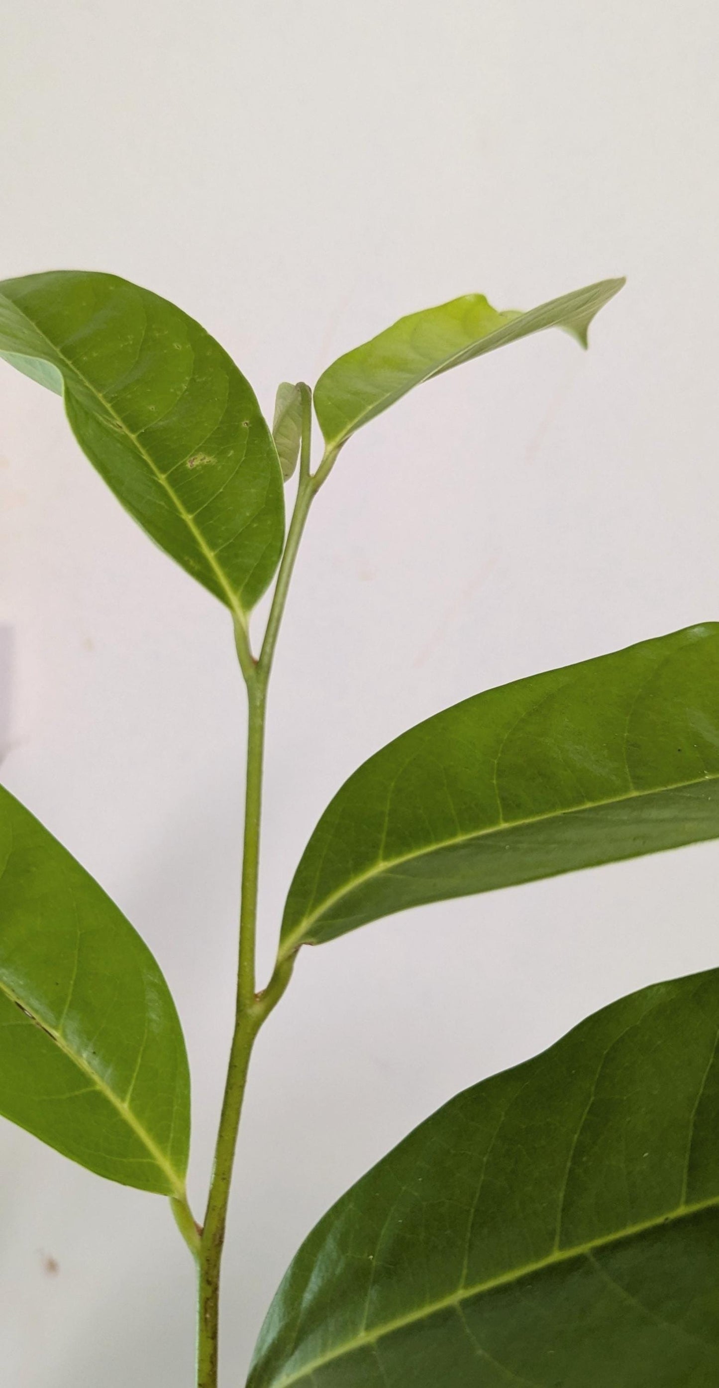 Soursop Tree in a 2.5" pot - Plant Food & Care Sheet Included