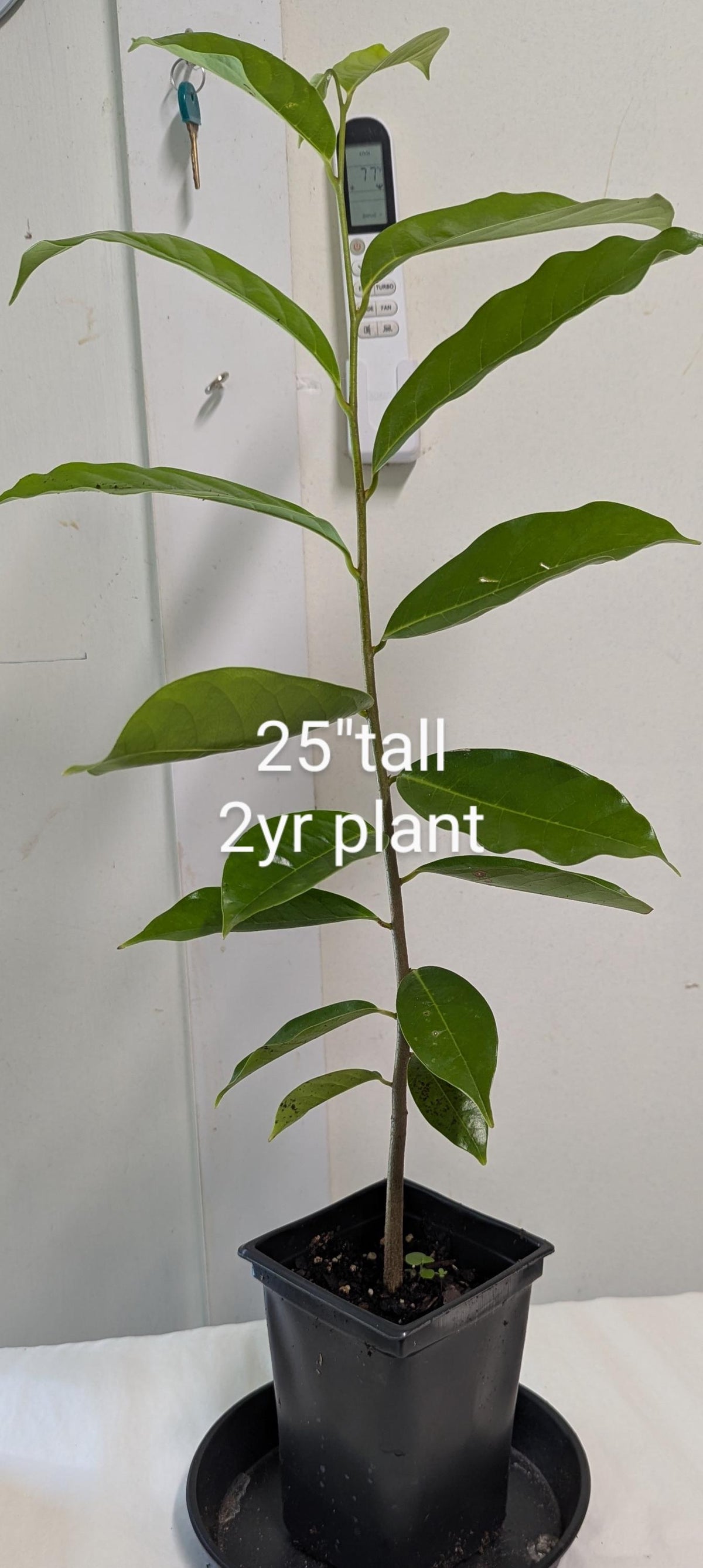 Soursop Tree in a 2.5" pot - Plant Food & Care Sheet Included