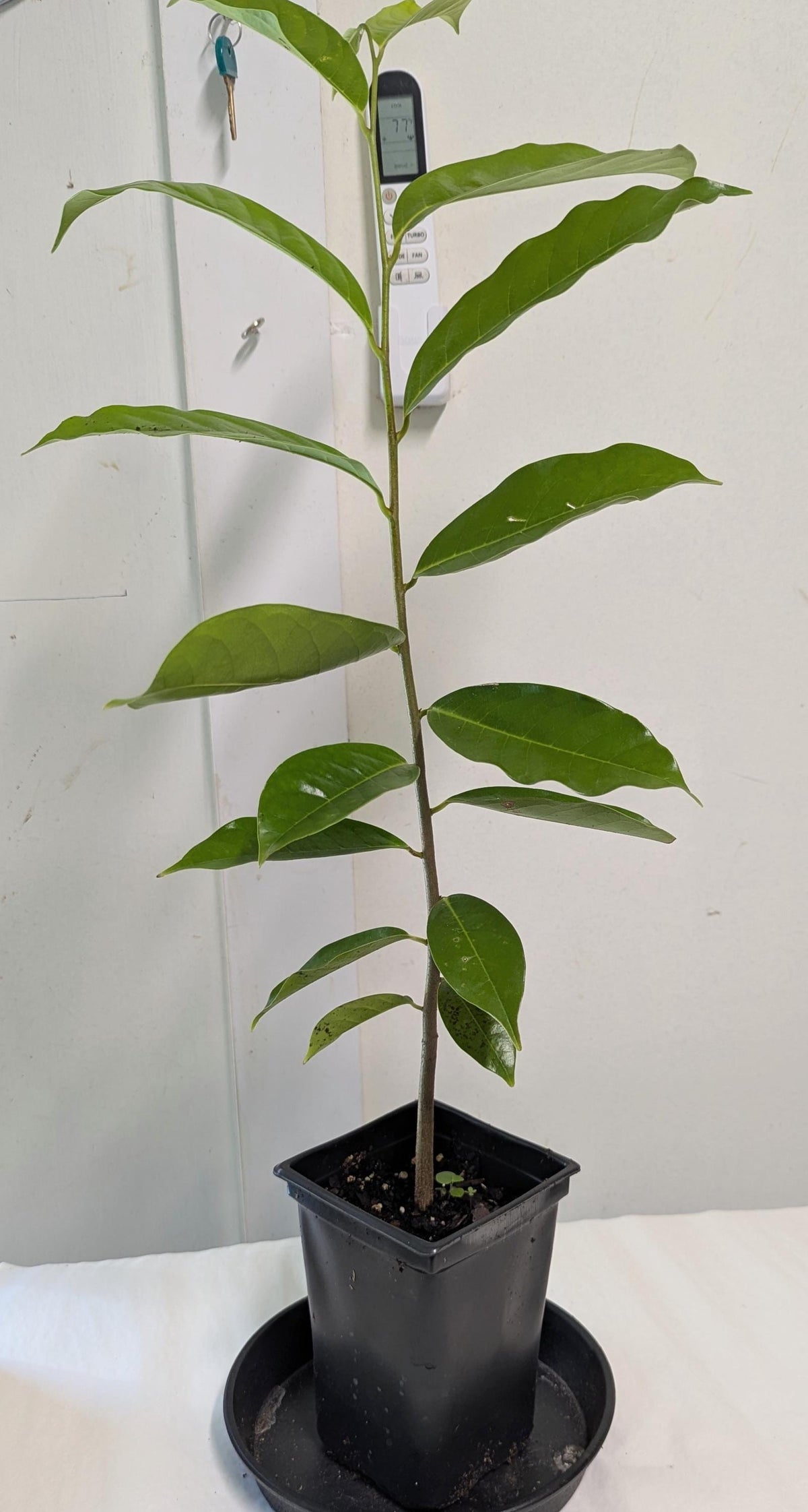 Soursop Tree in a 2.5" pot - Plant Food & Care Sheet Included