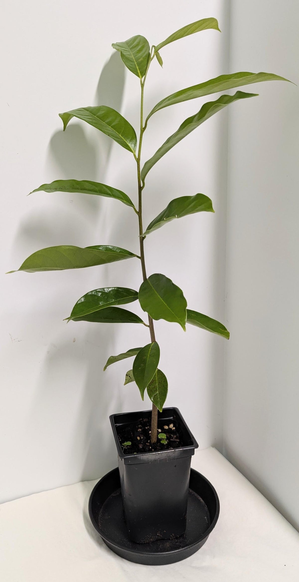 Soursop Tree in a 2.5" pot - Plant Food & Care Sheet Included