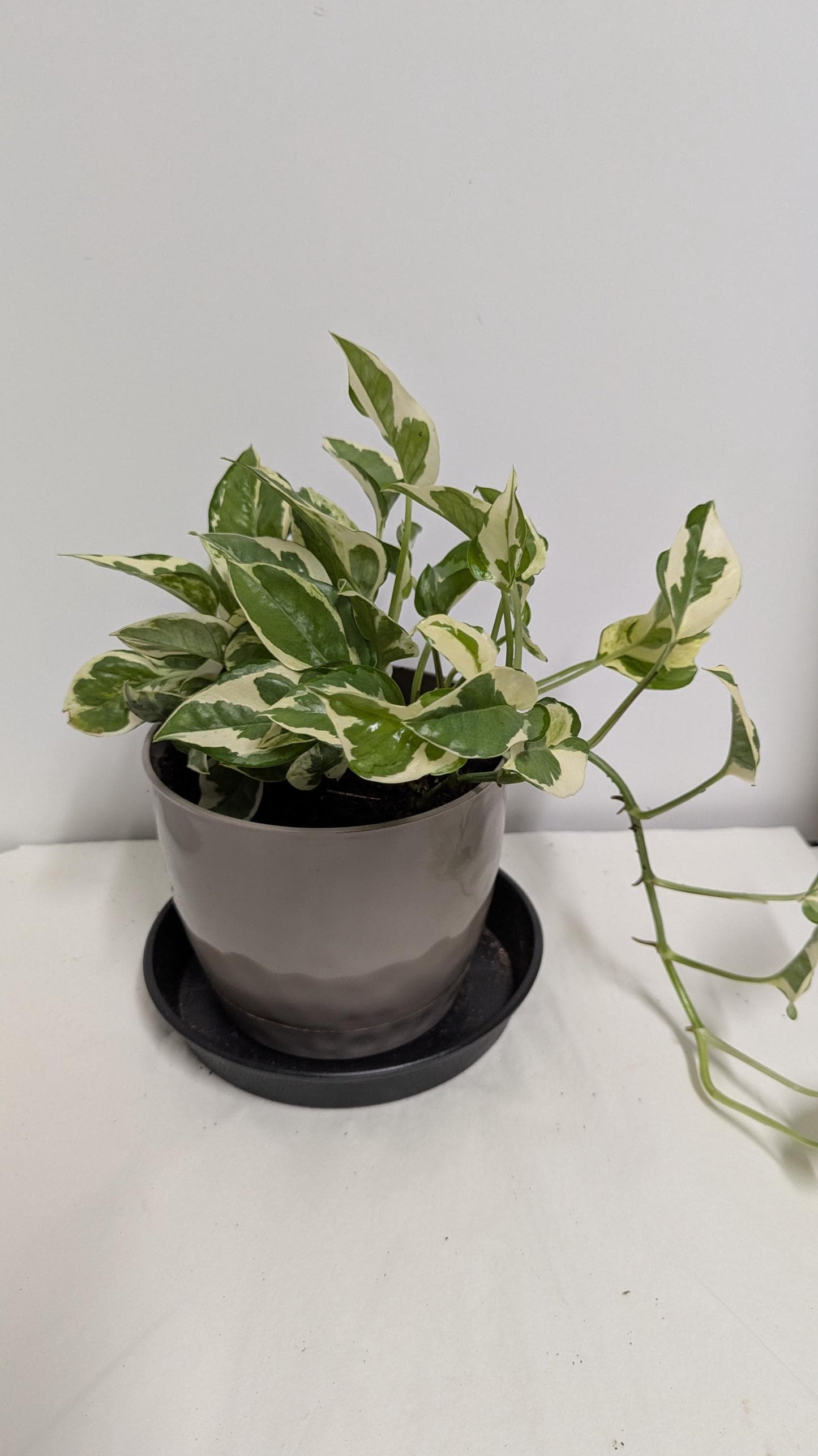 A well-rooted  decorative Pearls and Jade  Pothos  plant  in a Six inch planter with plant food and care sheet.