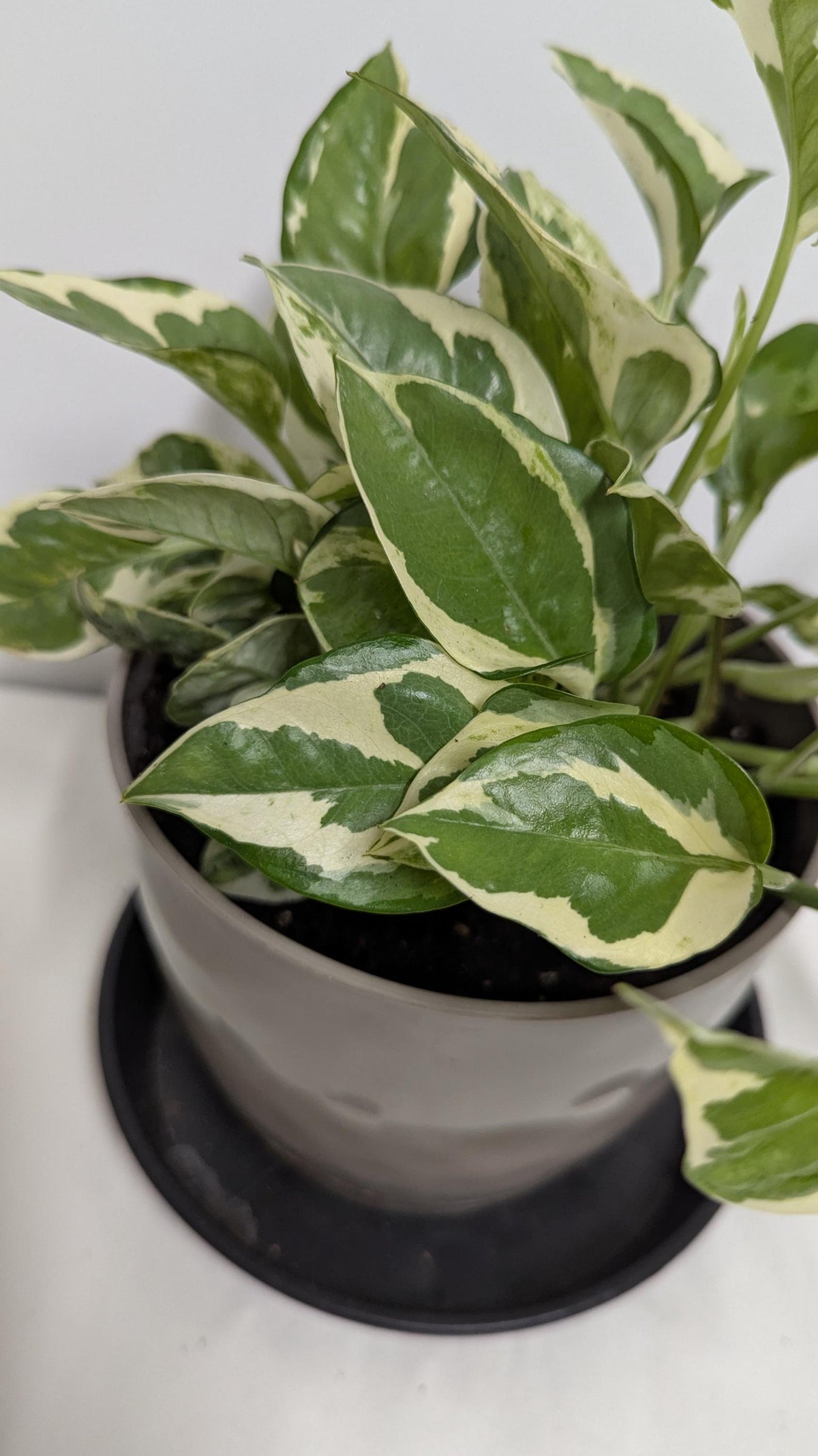 A well-rooted  decorative Pearls and Jade  Pothos  plant  in a Six inch planter with plant food and care sheet.