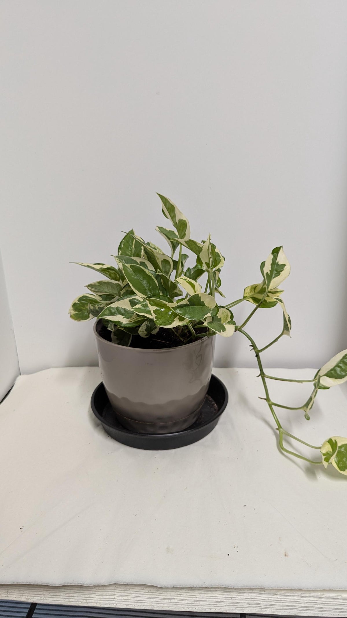A well-rooted  decorative Pearls and Jade  Pothos  plant  in a Six inch planter with plant food and care sheet.