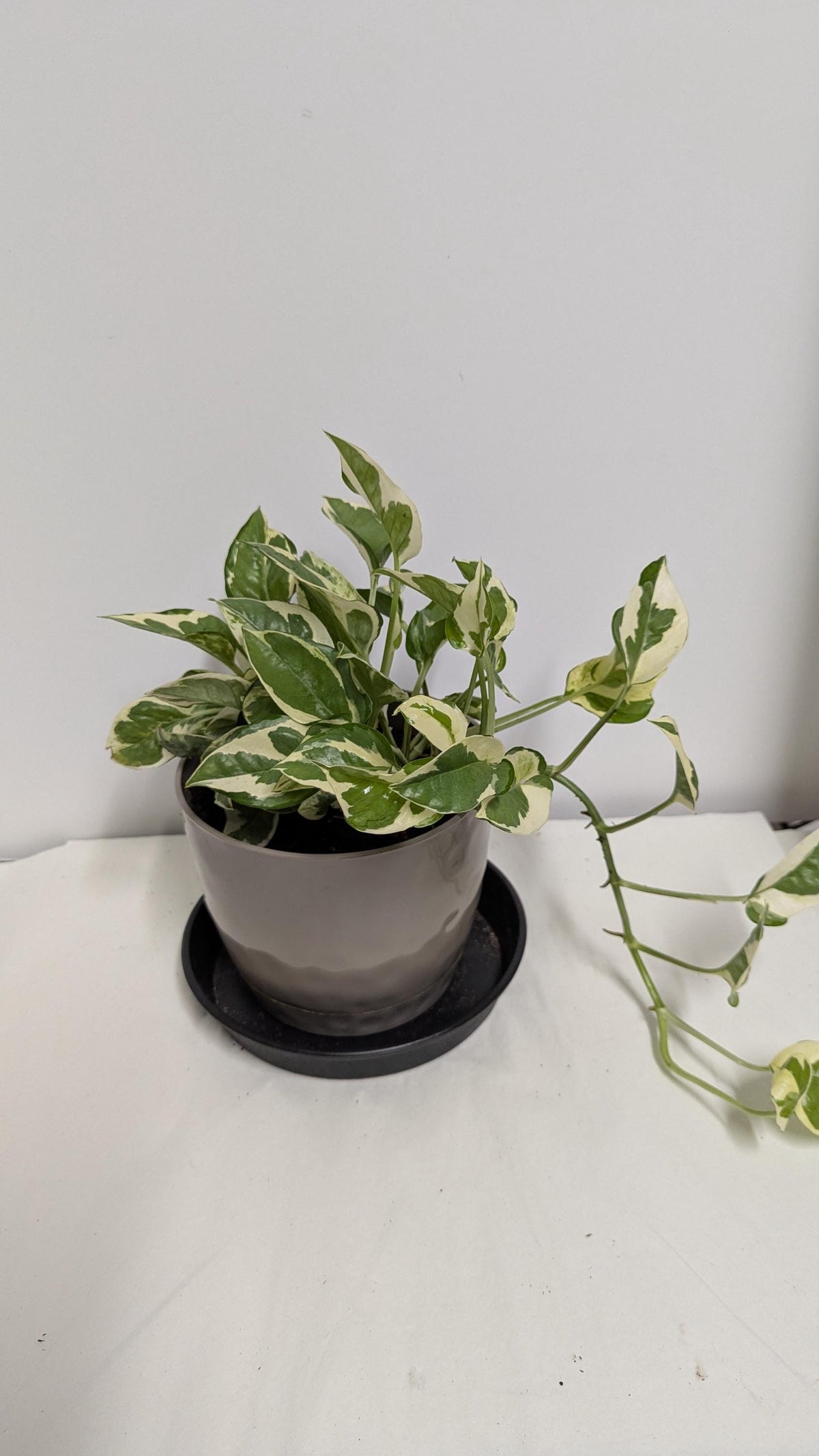 A well-rooted  decorative Pearls and Jade  Pothos  plant  in a Six inch planter with plant food and care sheet.