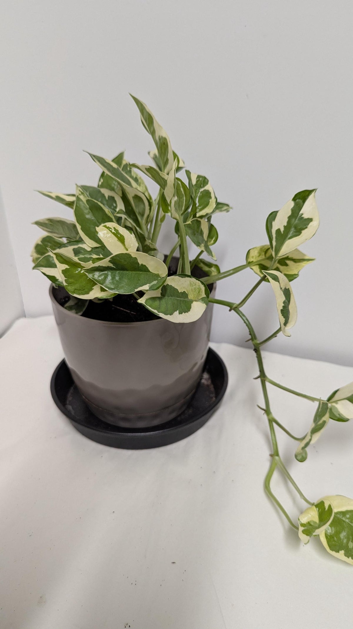 A well-rooted  decorative Pearls and Jade  Pothos  plant  in a Six inch planter with plant food and care sheet.