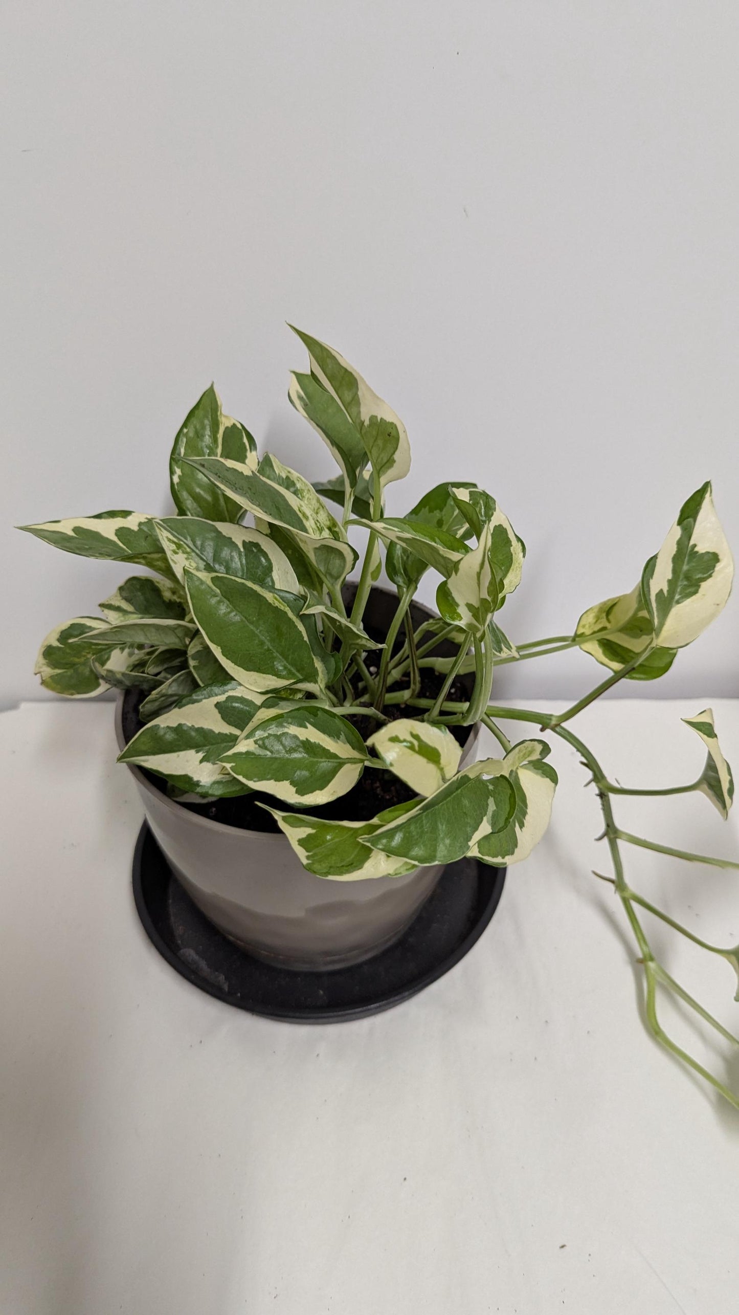 A well-rooted  decorative Pearls and Jade  Pothos  plant  in a Six inch planter with plant food and care sheet.