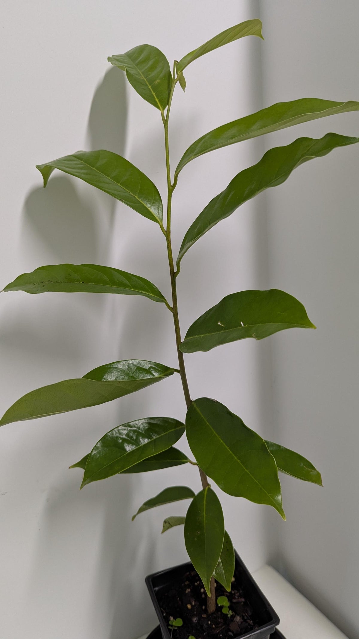 Soursop Tree in a 2.5" pot - Plant Food & Care Sheet Included