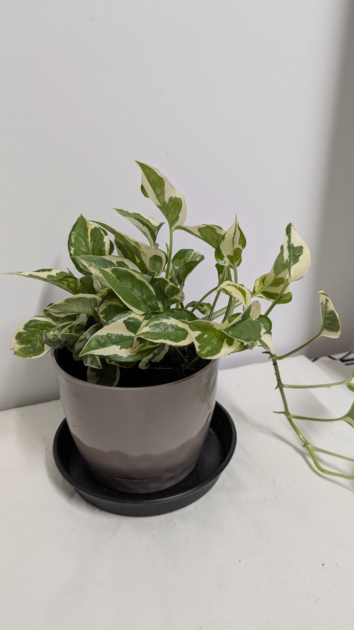 A well-rooted  decorative Pearls and Jade  Pothos  plant  in a Six inch planter with plant food and care sheet.