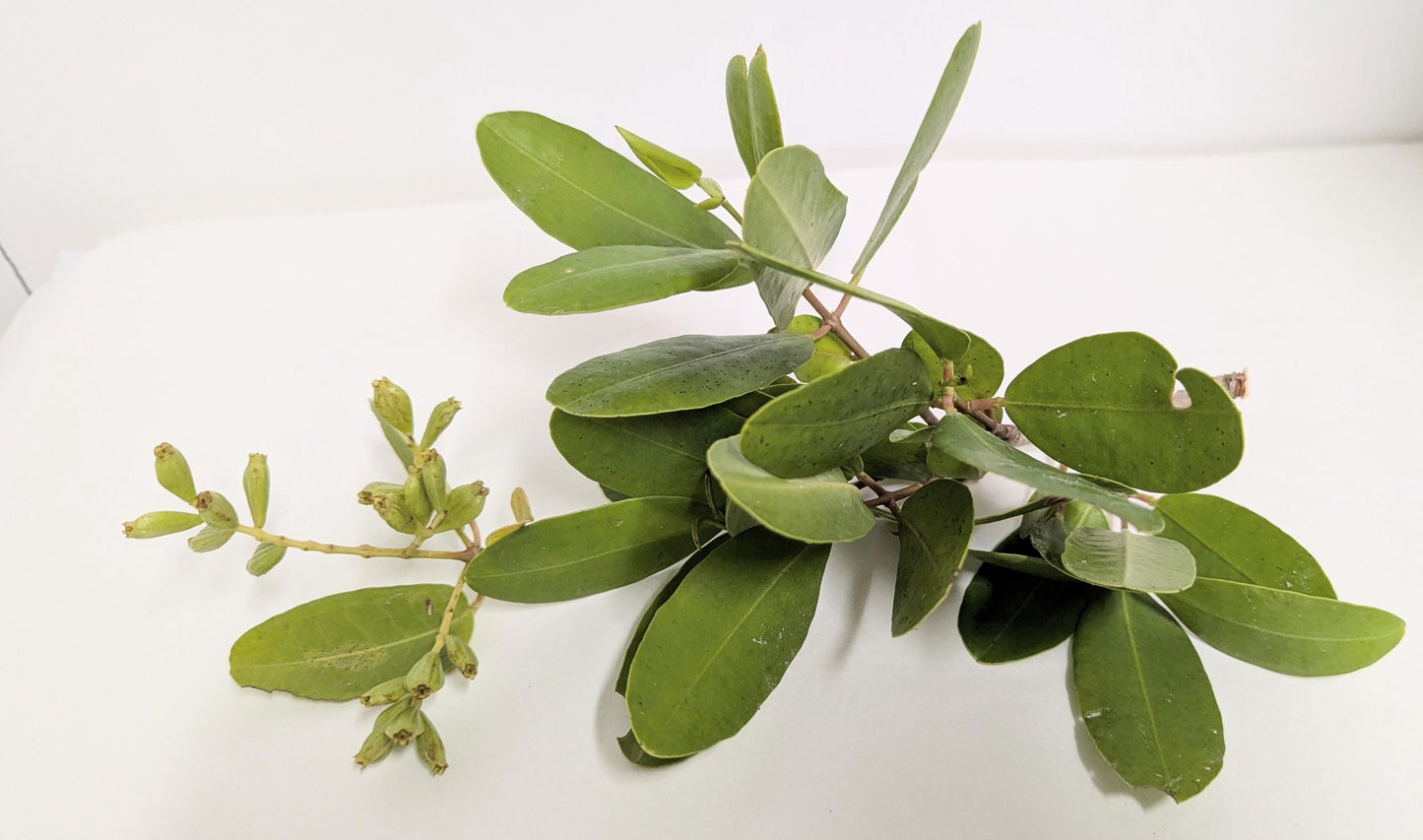 Aquarium Black Mangrove Plant: Natural Nitrate Filter, Fish Habitat.