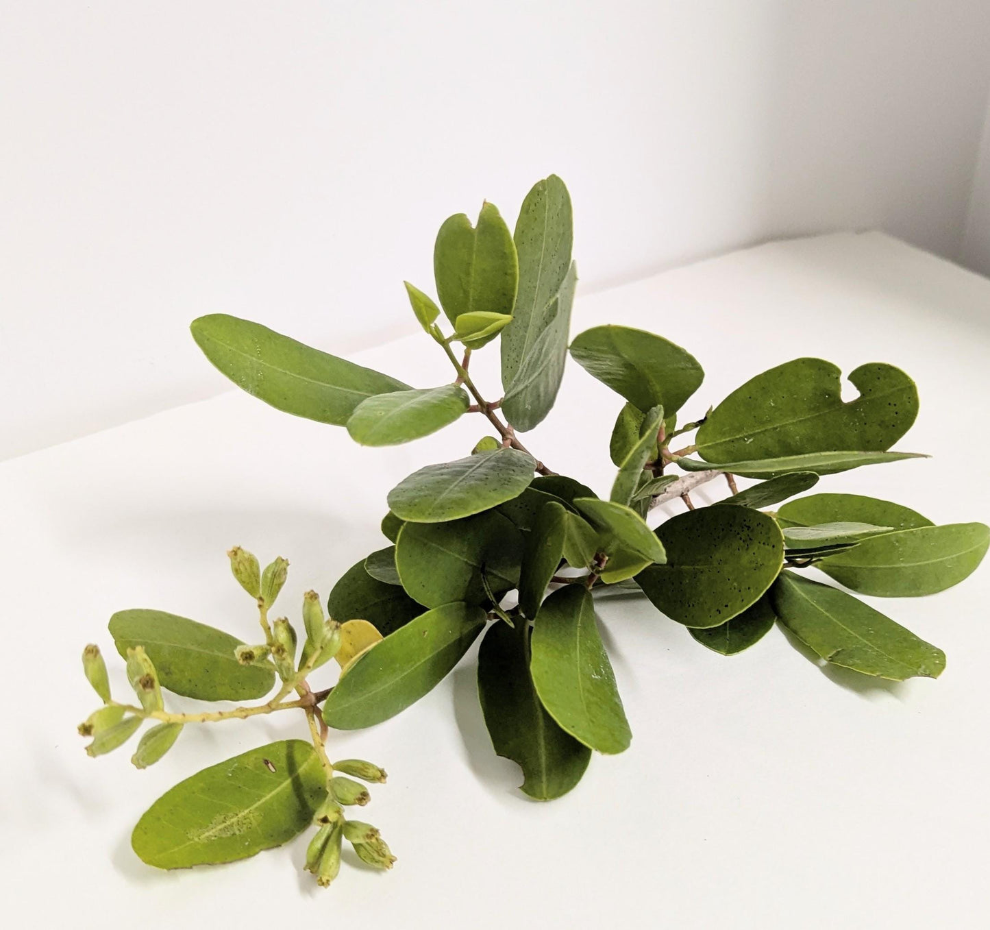 Aquarium Black Mangrove Plant: Natural Nitrate Filter, Fish Habitat.