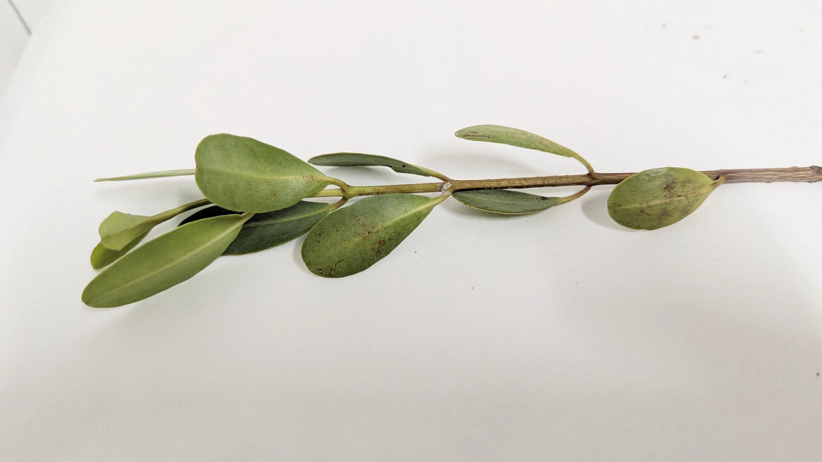 Aquarium Black Mangrove Plant: Natural Nitrate Filter, Fish Habitat.