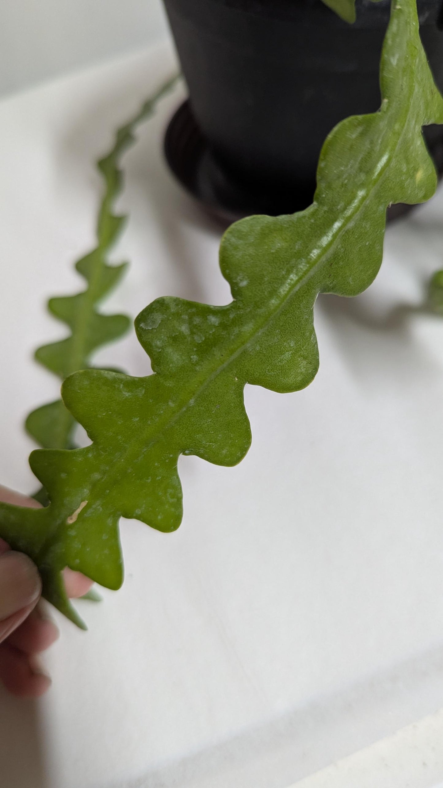 Rick rack fishbone cactus plant cuttings.Ships hydroponically with no pot no soil.