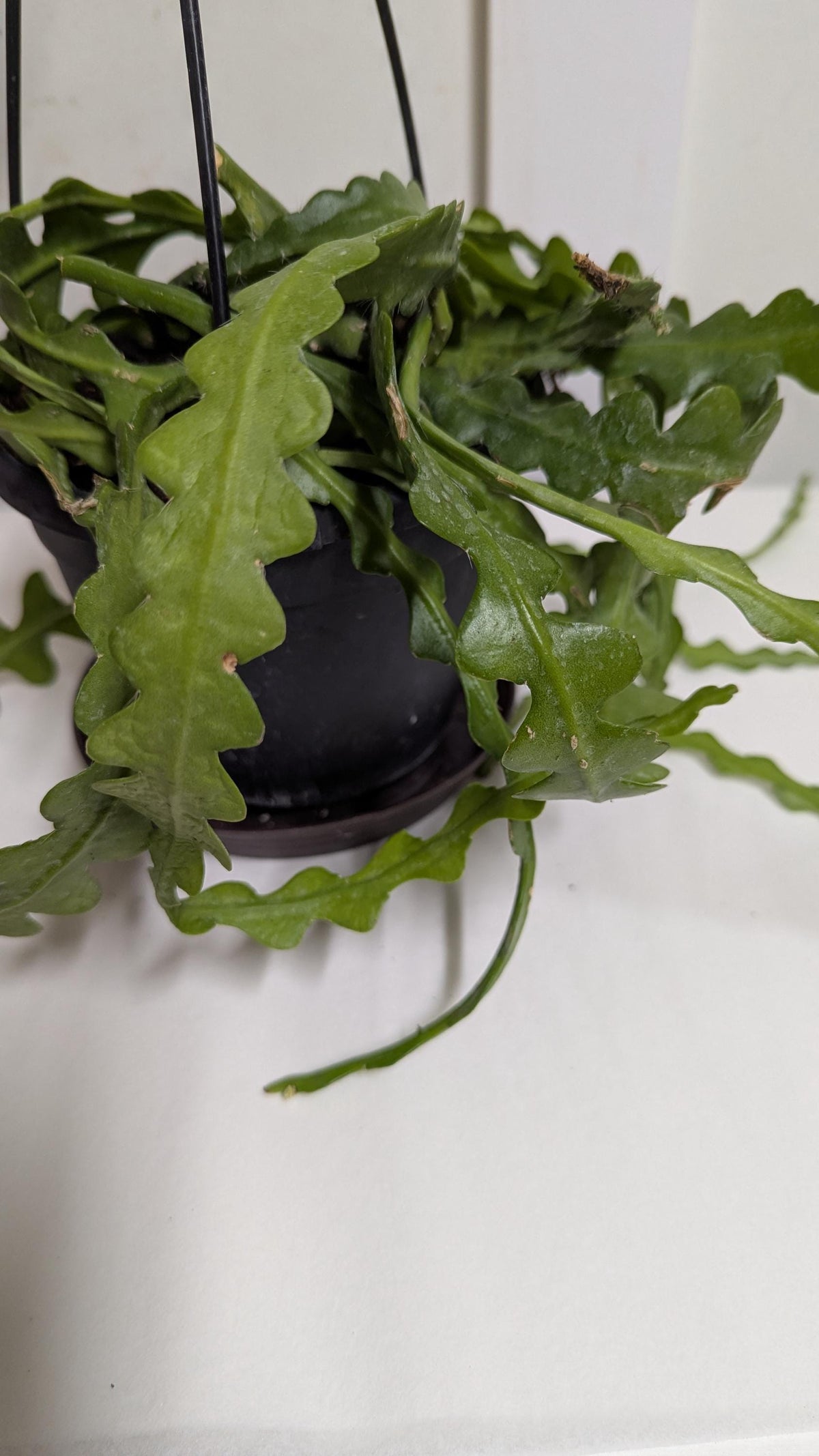 Rick rack fishbone cactus plant cuttings.Ships hydroponically with no pot no soil.