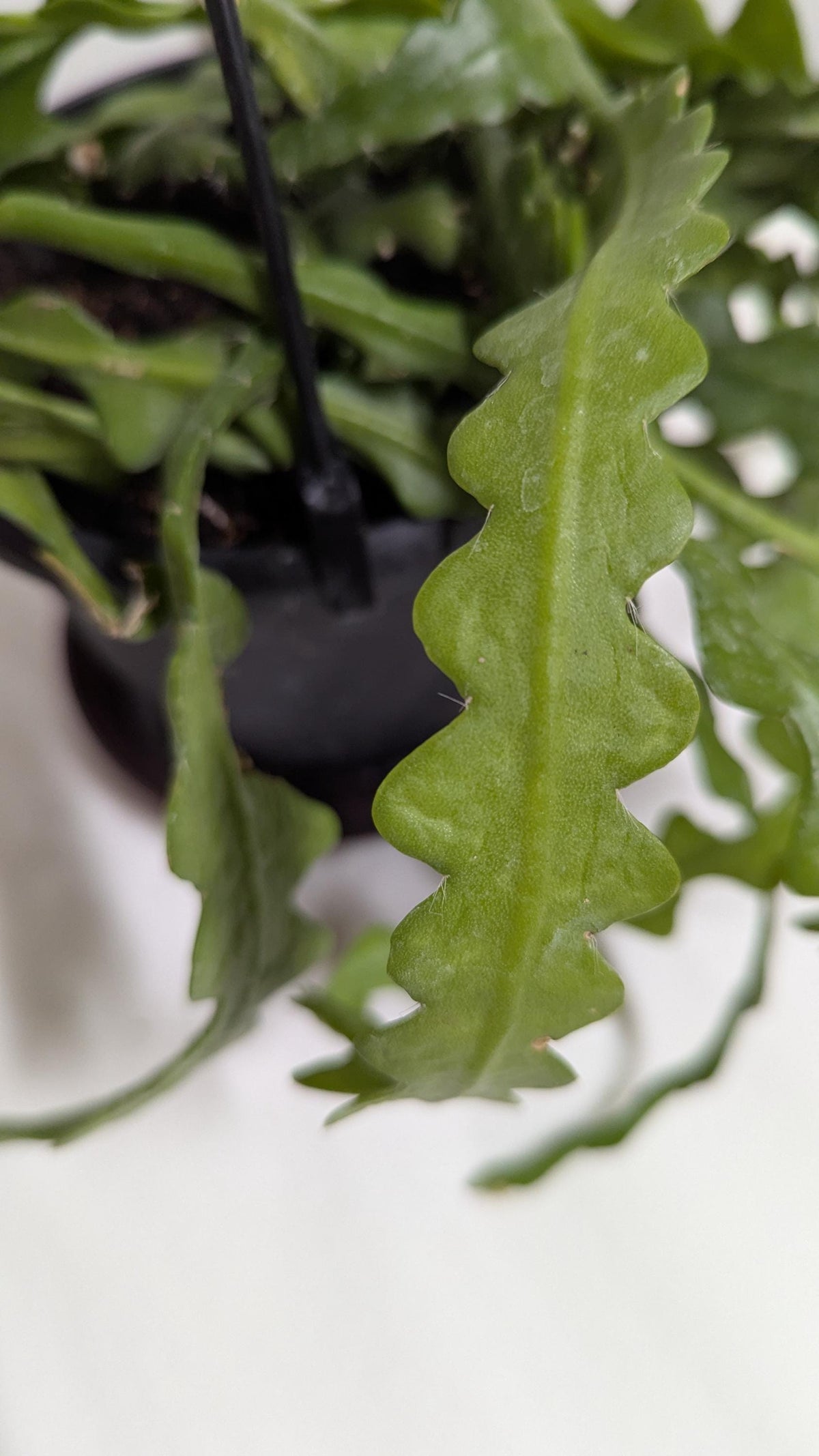 Rick rack fishbone cactus plant cuttings.Ships hydroponically with no pot no soil.