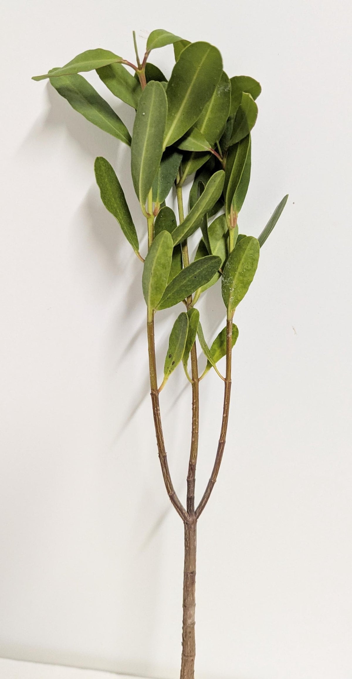 Aquarium Black Mangrove Plant: Natural Nitrate Filter, Fish Habitat.