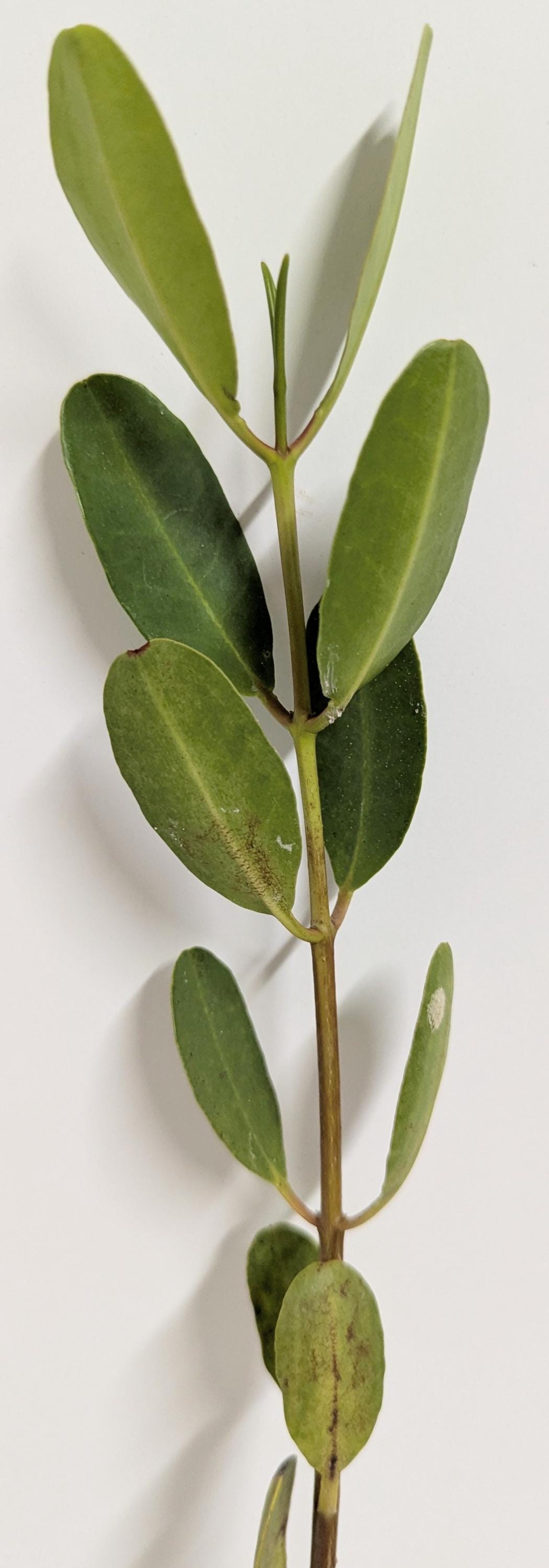 Aquarium Black Mangrove Plant: Natural Nitrate Filter, Fish Habitat.