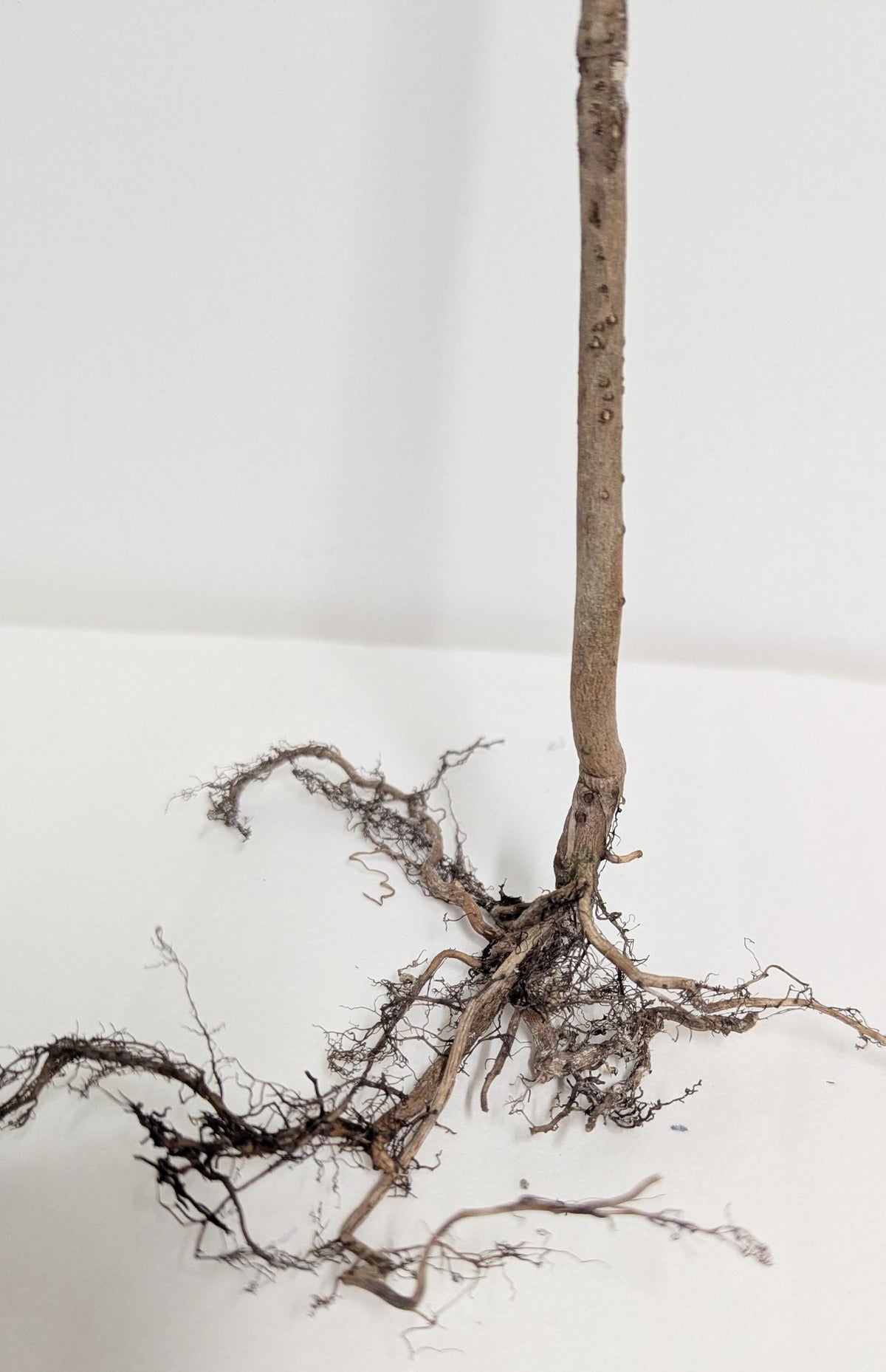 Aquarium Black Mangrove Plant: Natural Nitrate Filter, Fish Habitat.