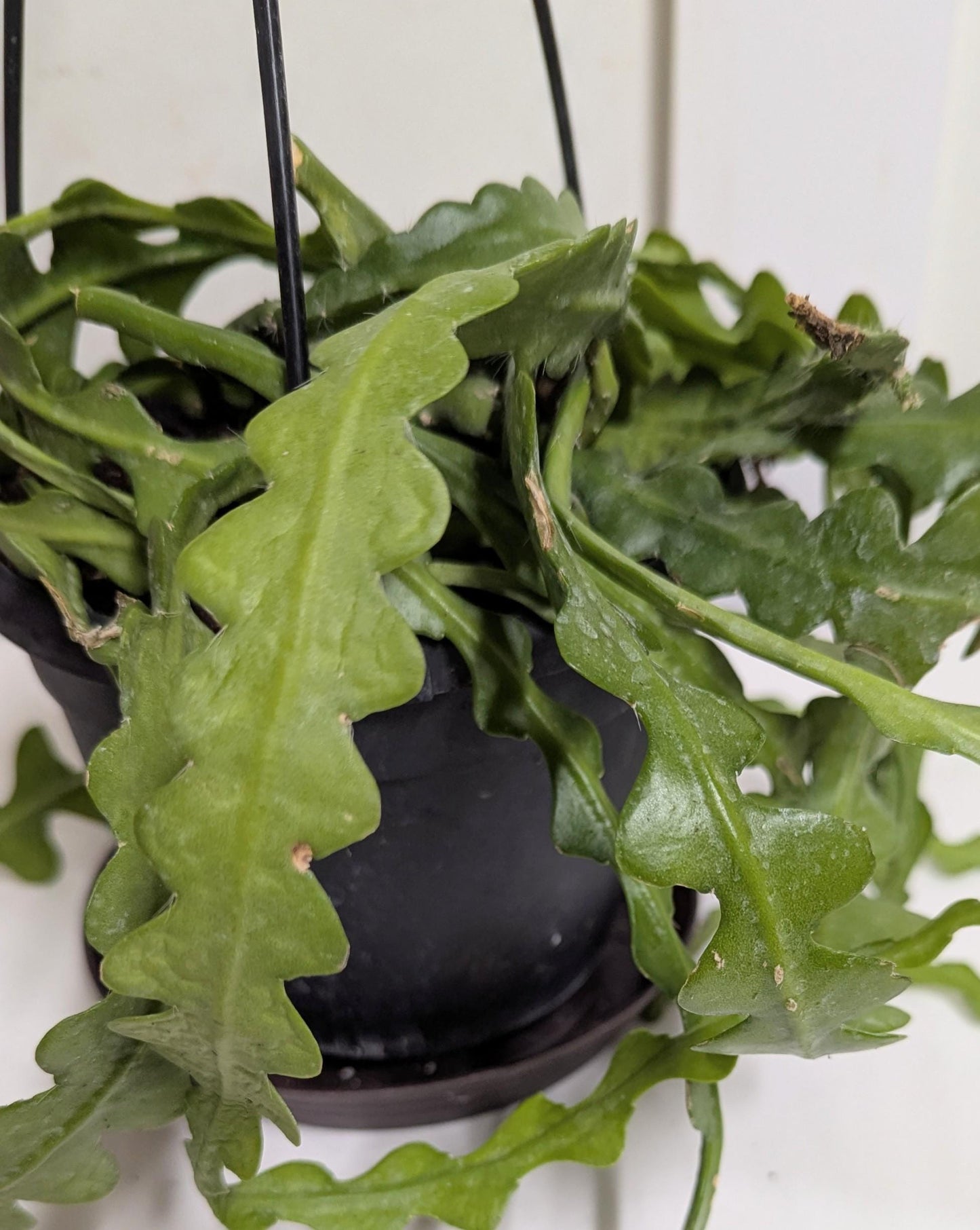 Rick rack fishbone cactus plant cuttings.Ships hydroponically with no pot no soil.