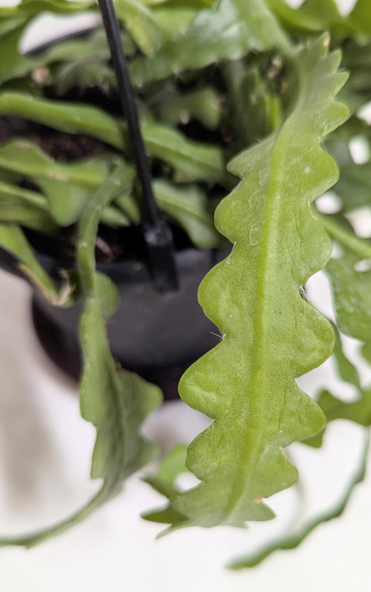 Rick rack fishbone cactus plant cuttings.Ships hydroponically with no pot no soil.