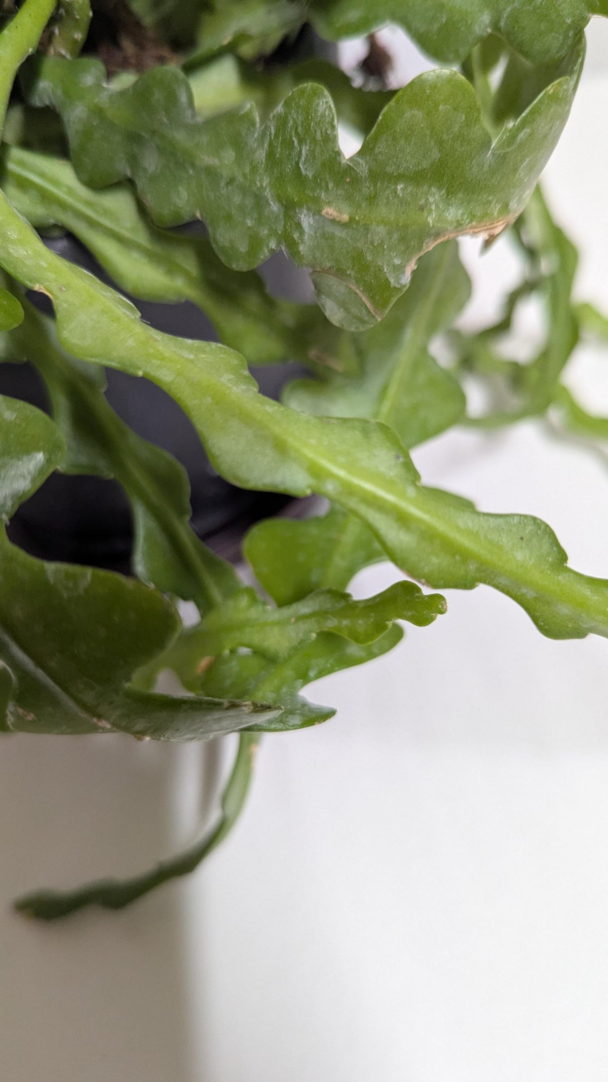 Rick rack fishbone cactus plant cuttings.Ships hydroponically with no pot no soil.