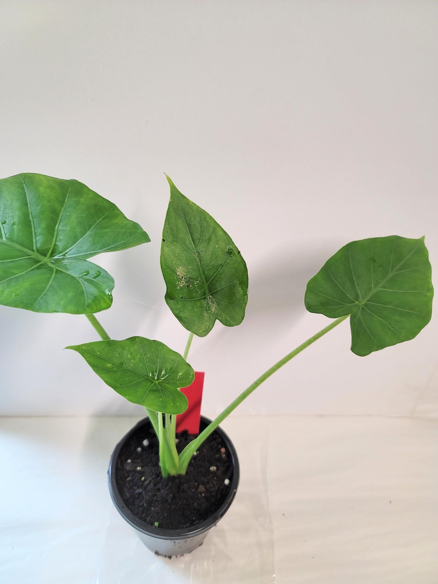 Philodendron Erubescens Burle Marx Cutting, Climbing Vining Plant (Includes Pot, Tray, Care Sheet)