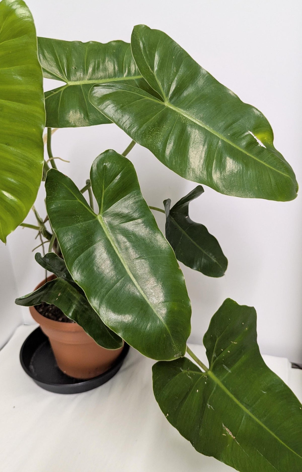 Philodendron Erubescens Burle Marx Cutting, Climbing Vining Plant (Includes Pot, Tray, Care Sheet)