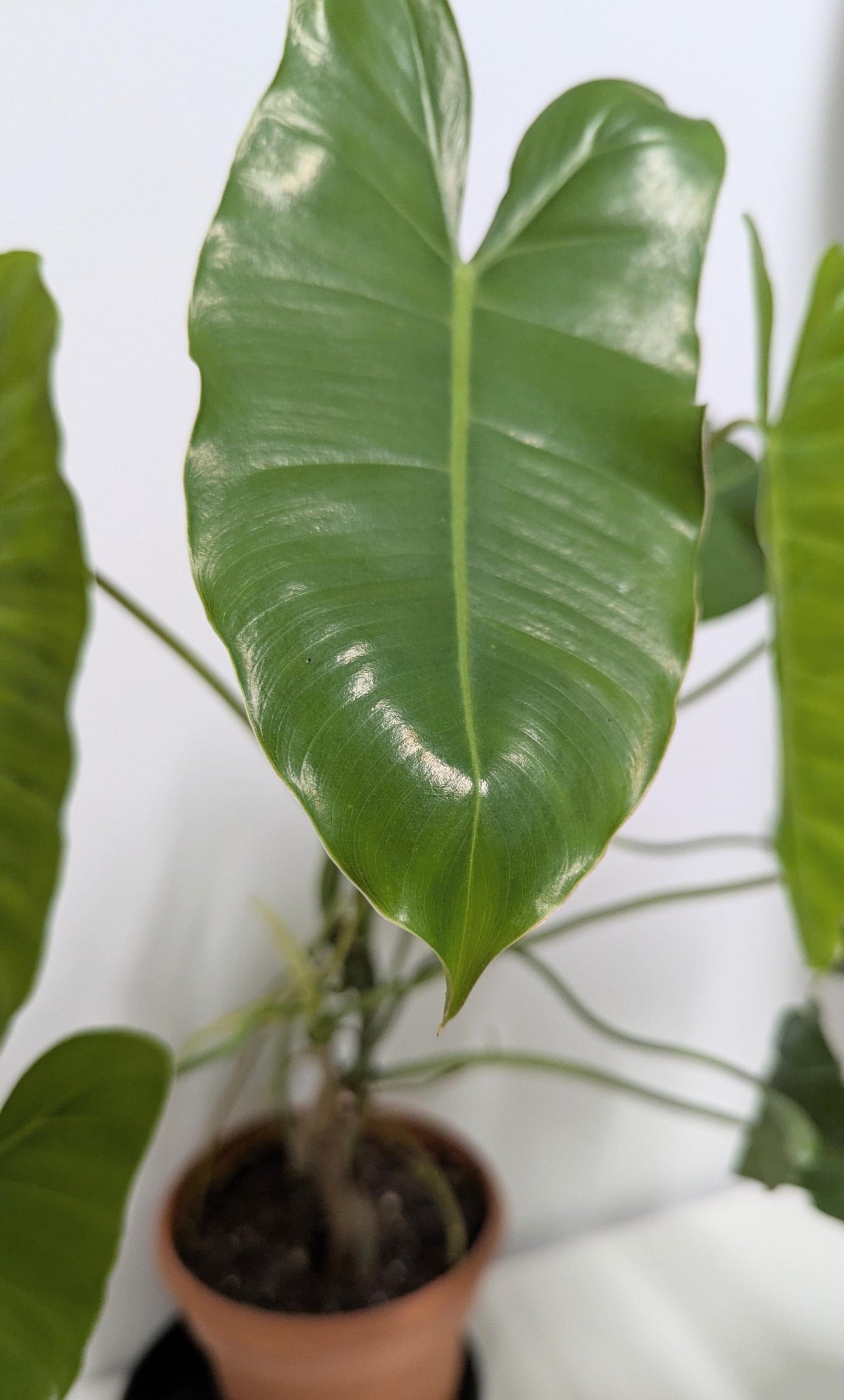 Philodendron Erubescens Burle Marx Cutting, Climbing Vining Plant (Includes Pot, Tray, Care Sheet)