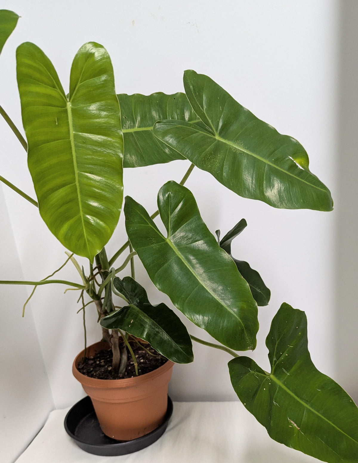 Philodendron Erubescens Burle Marx Cutting, Climbing Vining Plant (Includes Pot, Tray, Care Sheet)