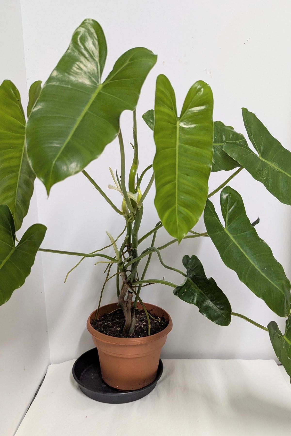 Philodendron Erubescens Burle Marx Cutting, Climbing Vining Plant (Includes Pot, Tray, Care Sheet)