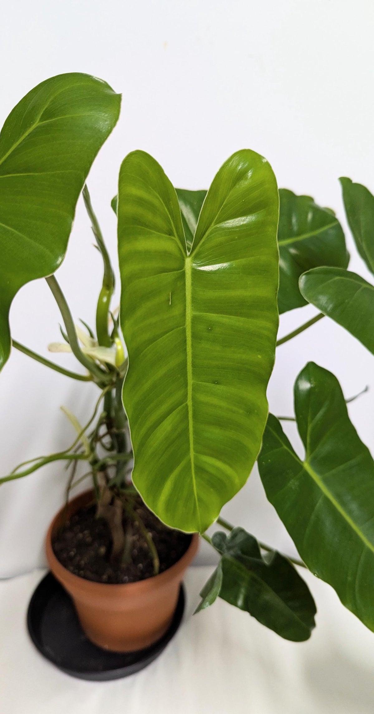 Philodendron Erubescens Burle Marx Cutting, Climbing Vining Plant (Includes Pot, Tray, Care Sheet)