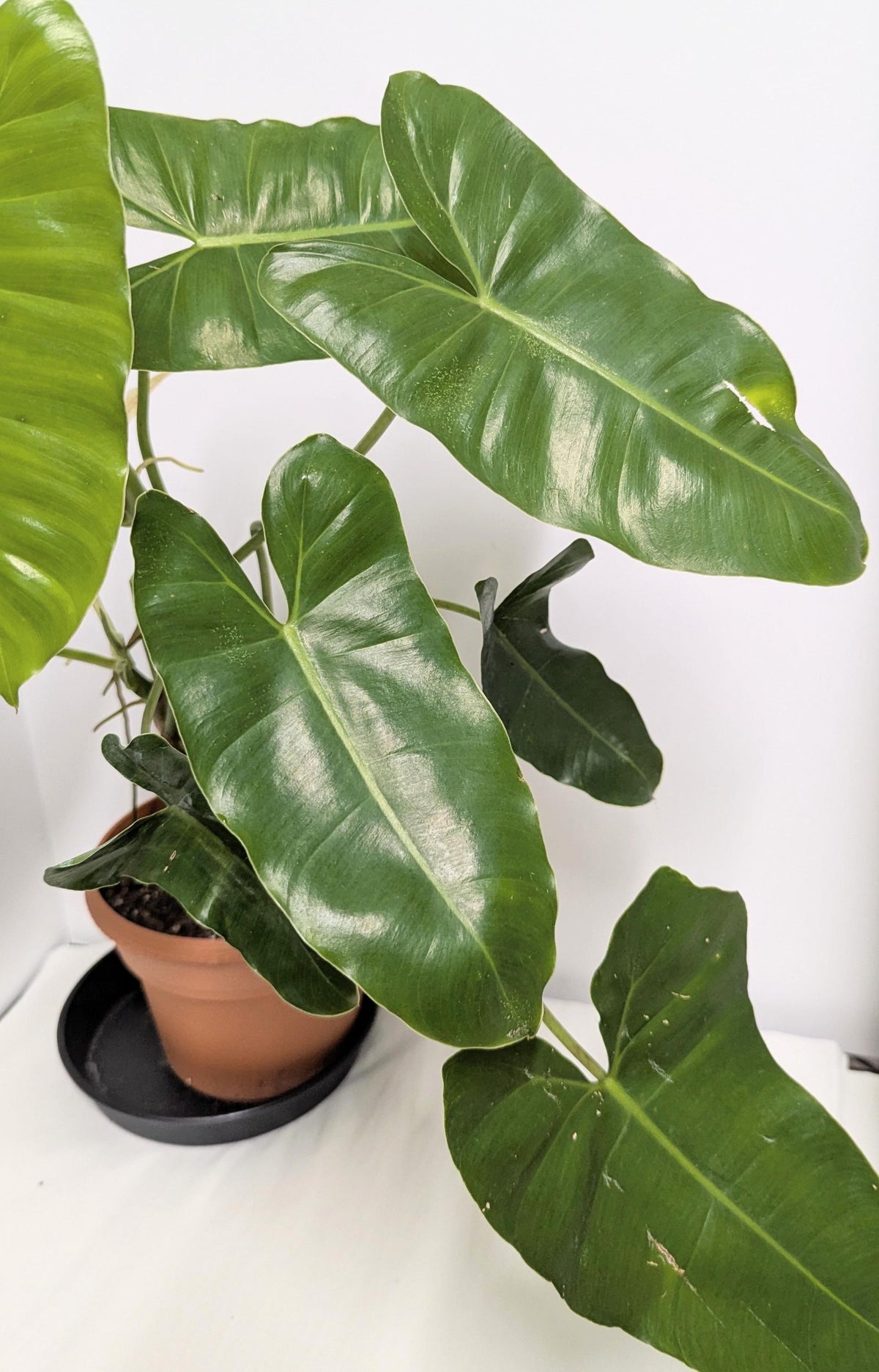 Philodendron Erubescens Burle Marx Cutting, Climbing Vining Plant (Includes Pot, Tray, Care Sheet)