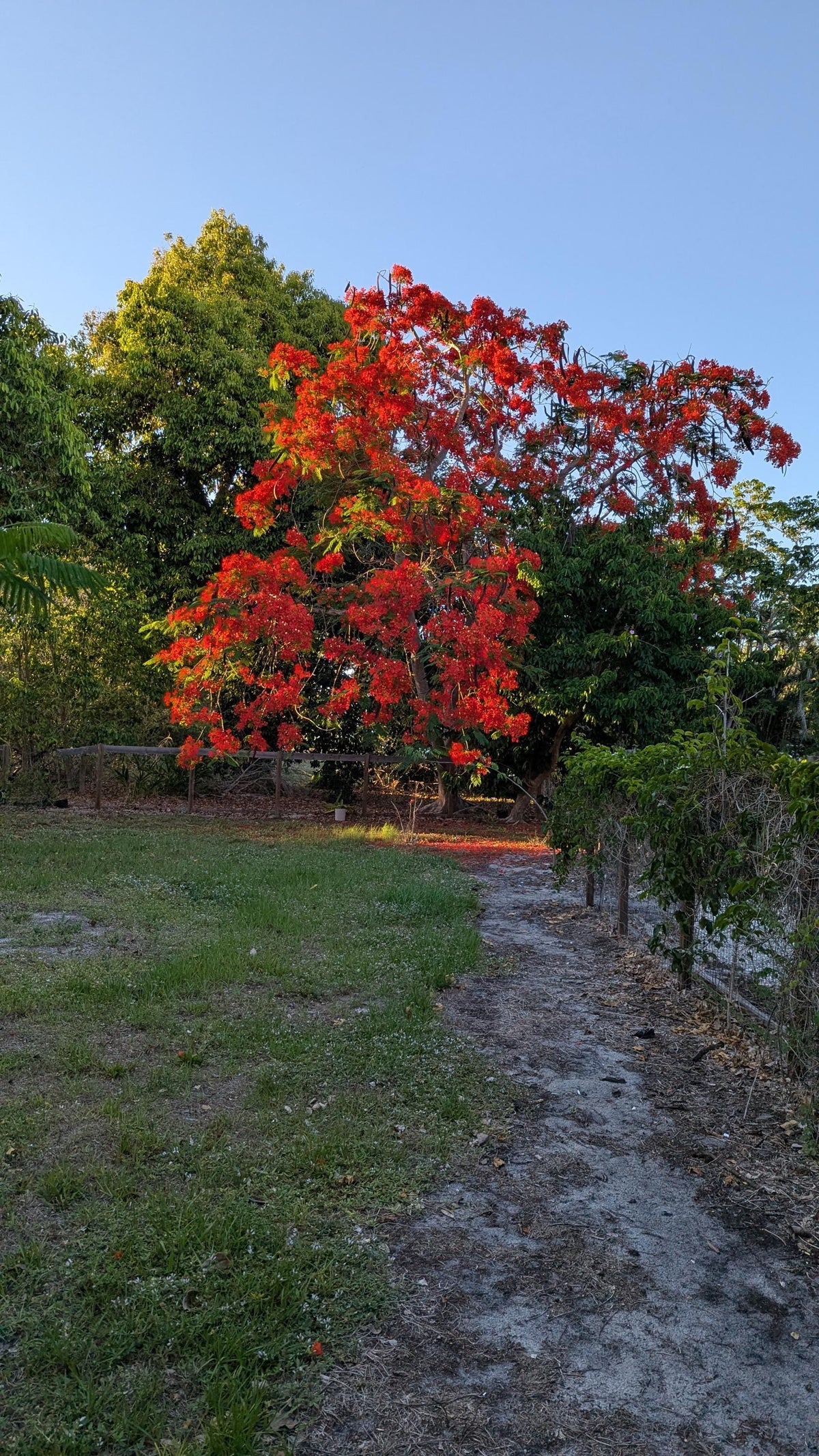 Royal Poinciana Tree Seedling: Organic Delonix Regia in 2.5" Pot