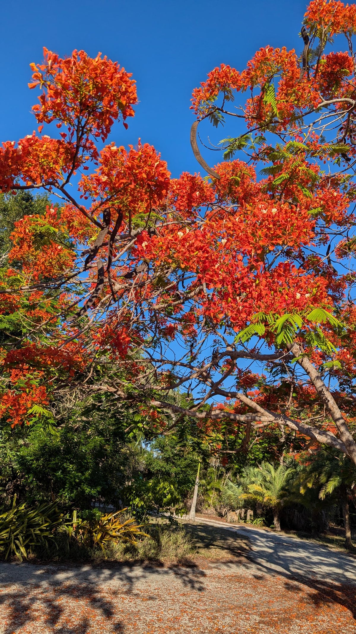 Royal Poinciana Tree Seedling: Organic Delonix Regia in 2.5" Pot