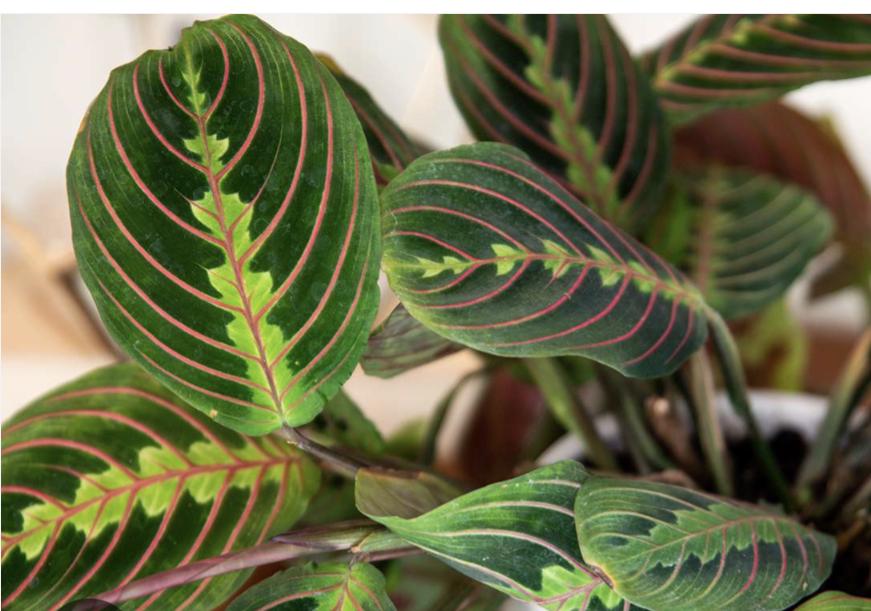 Red Prayer  and Rabbits paw Prayer plant Cuttings with Spider Plant Babies: Air-Filtering Live Plants