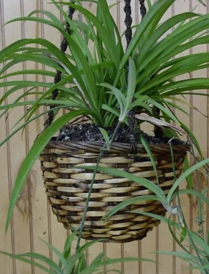 Red Prayer  and Rabbits paw Prayer plant Cuttings with Spider Plant Babies: Air-Filtering Live Plants