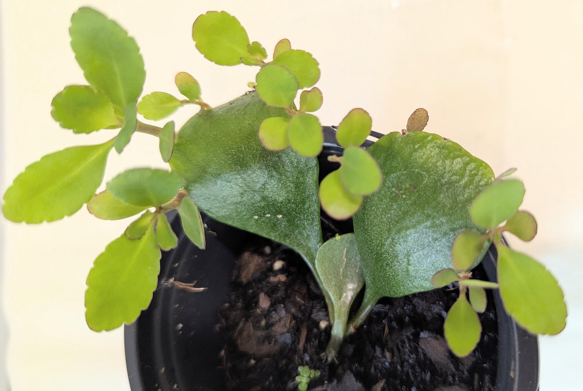 Five Organic Kalanchoe Pinnata Leaves: Medicinal Plant Cuttings