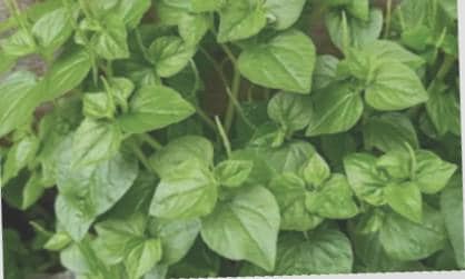 Peperomia pellucida in a 2.5" pot. Care guide and plant food .No shipping to HI and CA.