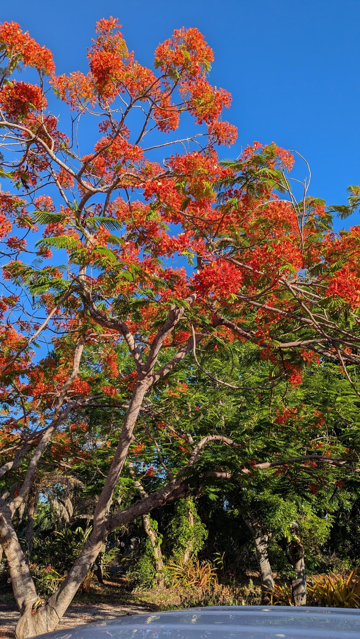 Royal Poinciana Tree Seedling: Organic Delonix Regia in 2.5" Pot