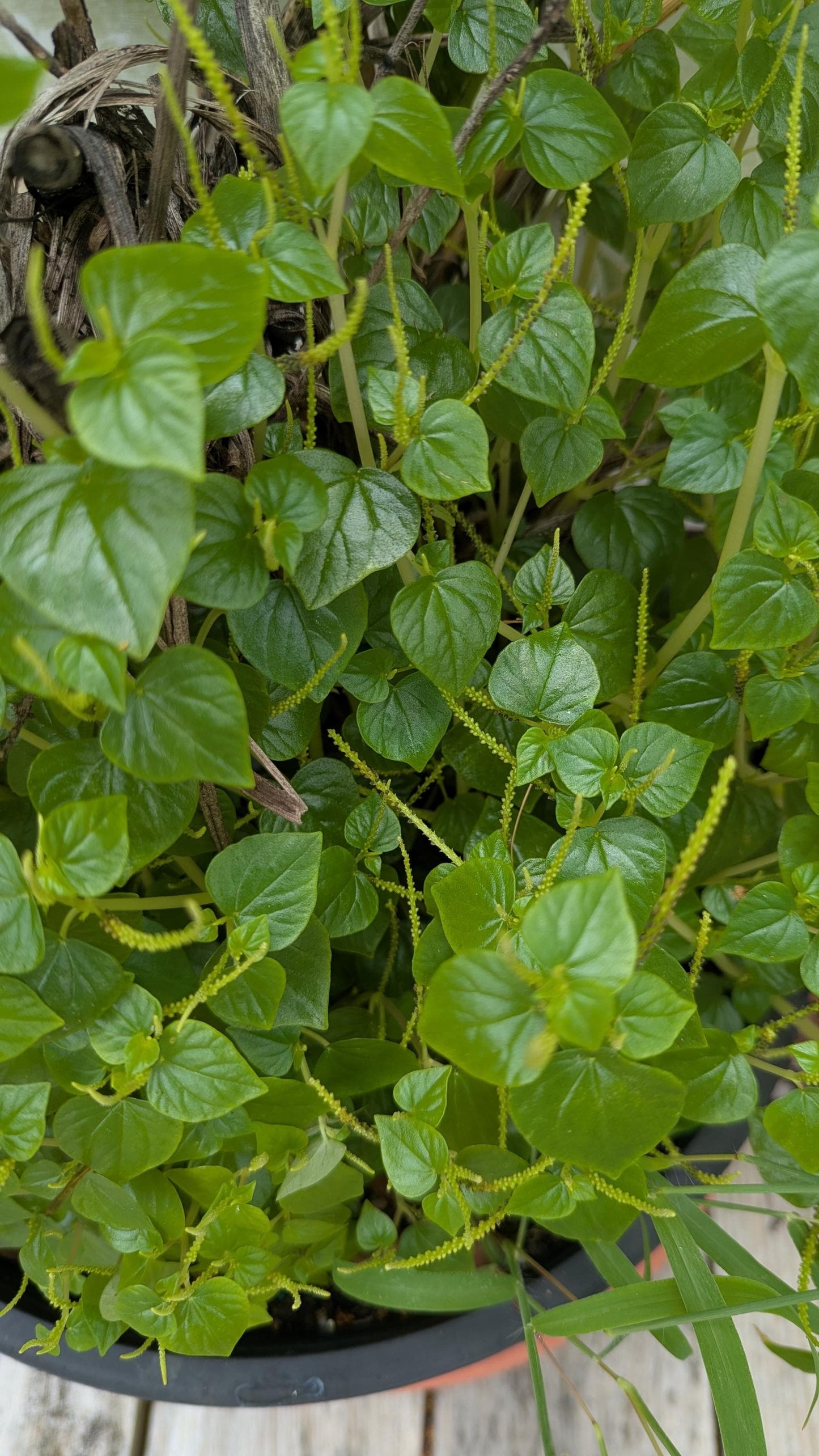 Peperomia pellucida in a 2.5" pot. Care guide and plant food .No shipping to HI and CA.