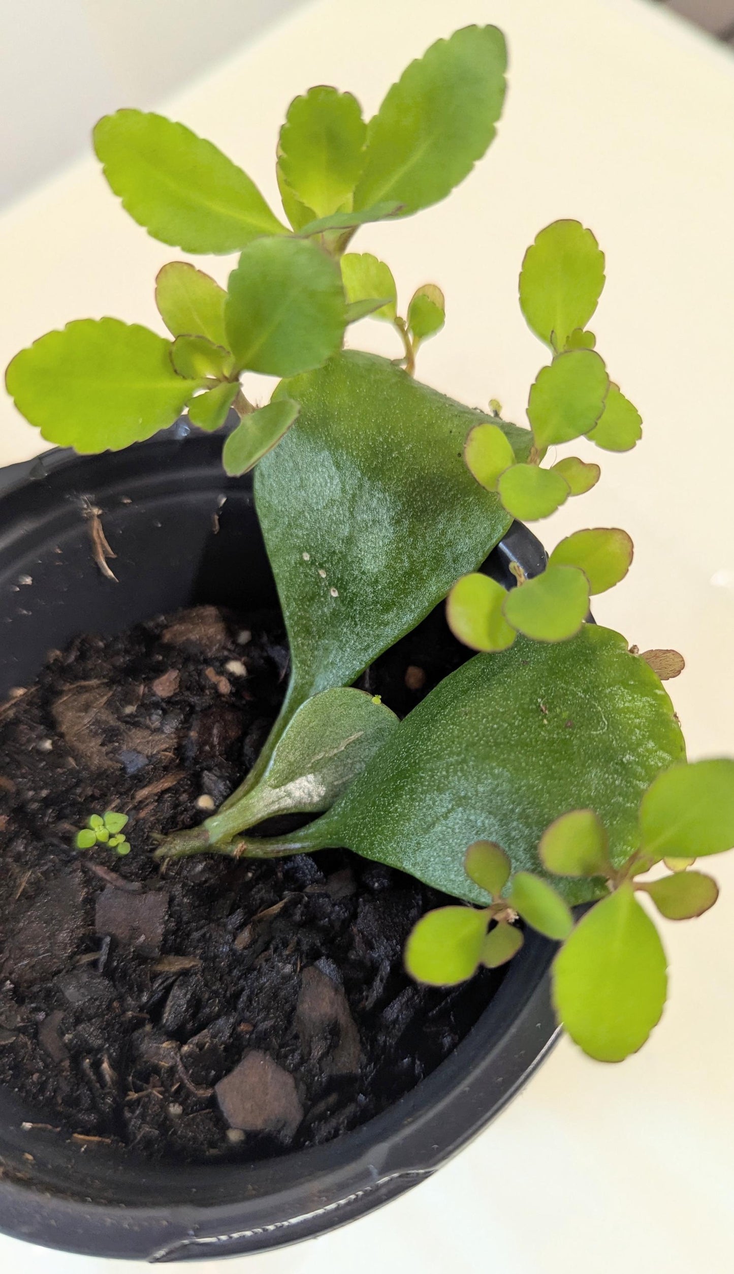 Five Organic Kalanchoe Pinnata Leaves: Medicinal Plant Cuttings