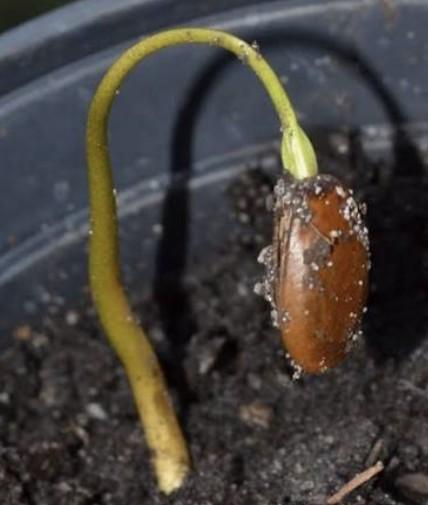Soursop Tree Seeds  Grow Indoors or Garden, Health Benefits.Seed planting guide.