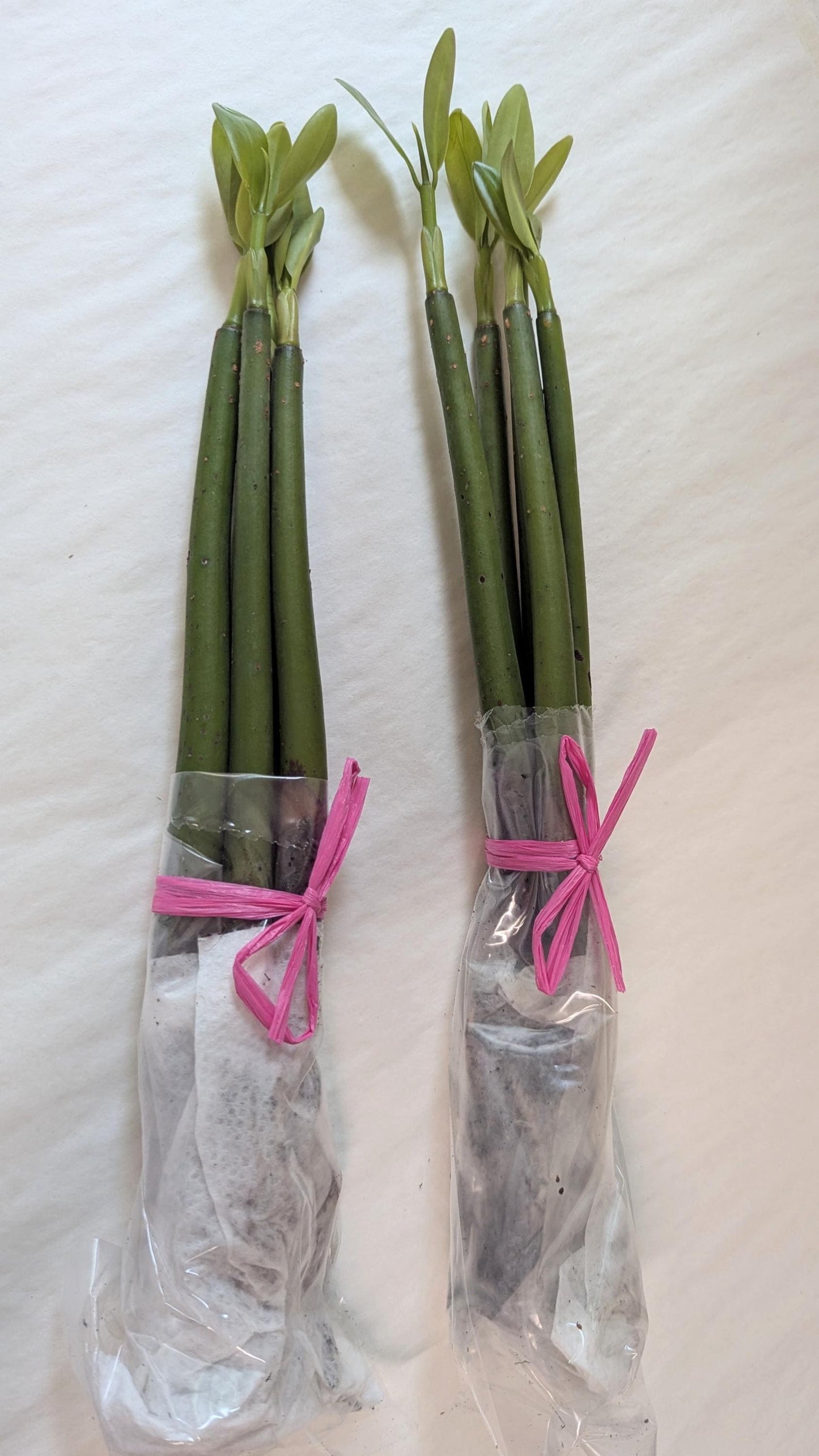 Ten  rooted Mangrove Aquarium Plantlets.