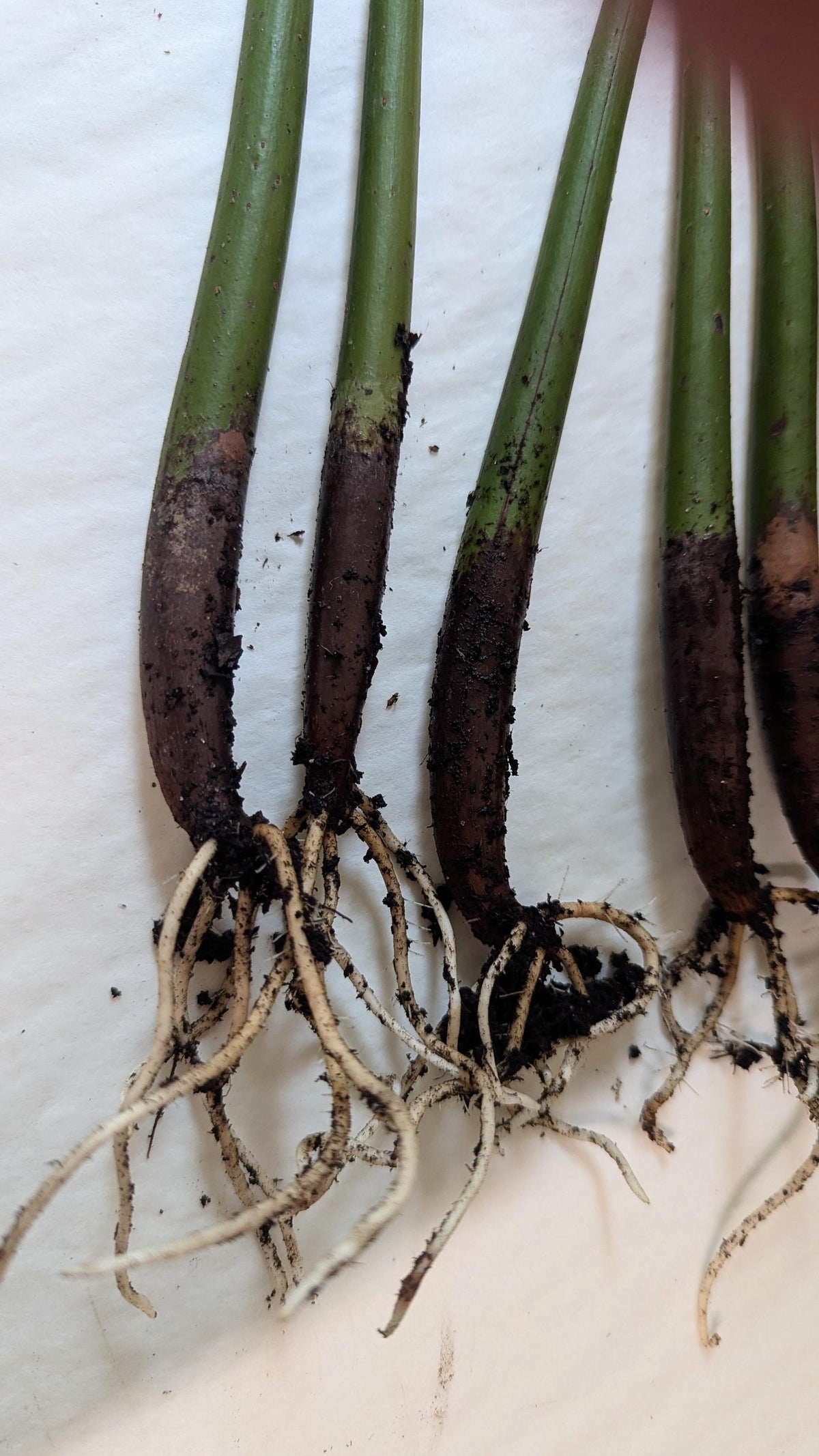 Ten  rooted Mangrove Aquarium Plantlets.