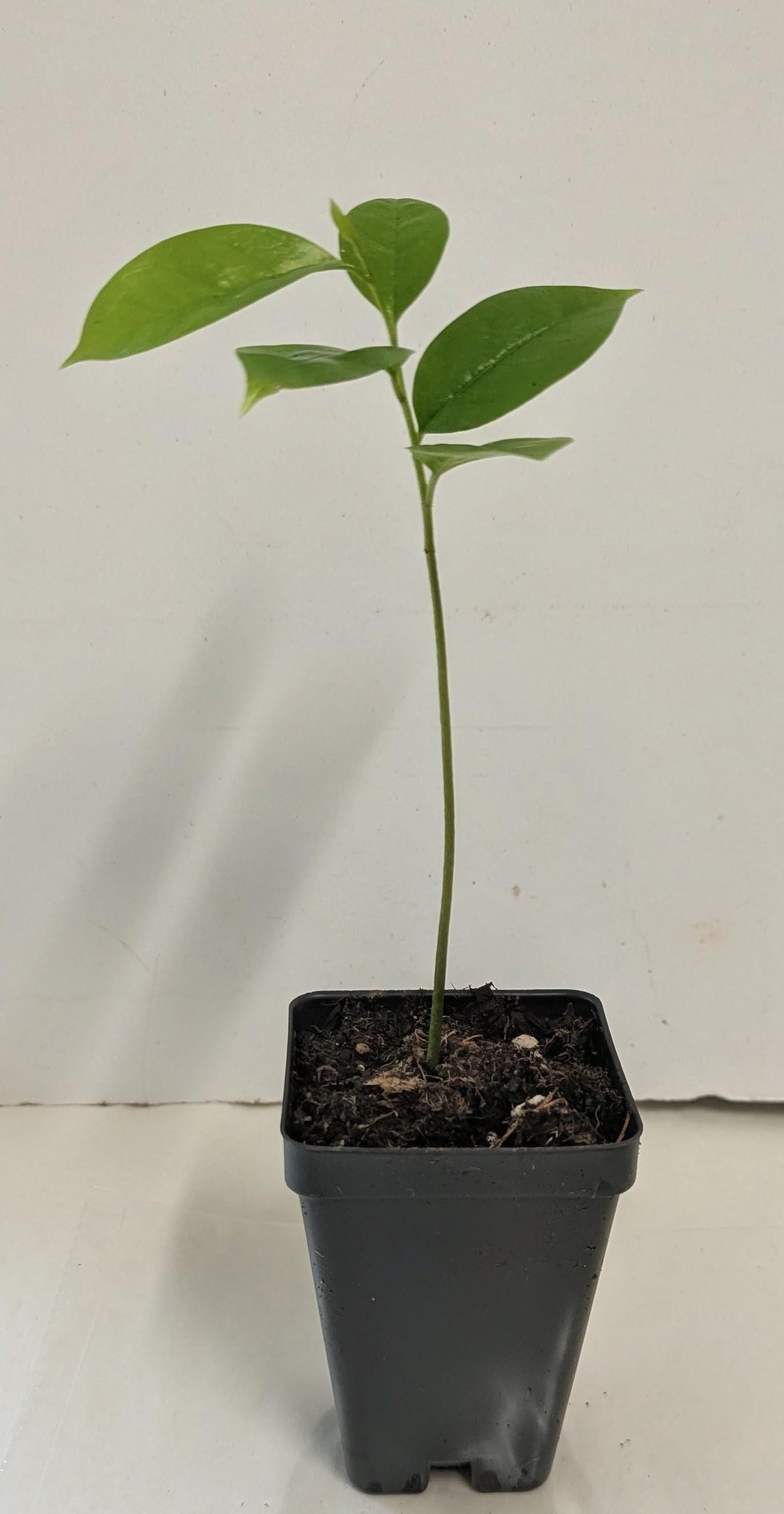 Organic Soursop Tree Seedling  Medicinal Fruit Tree Plant (2.5" Pot)