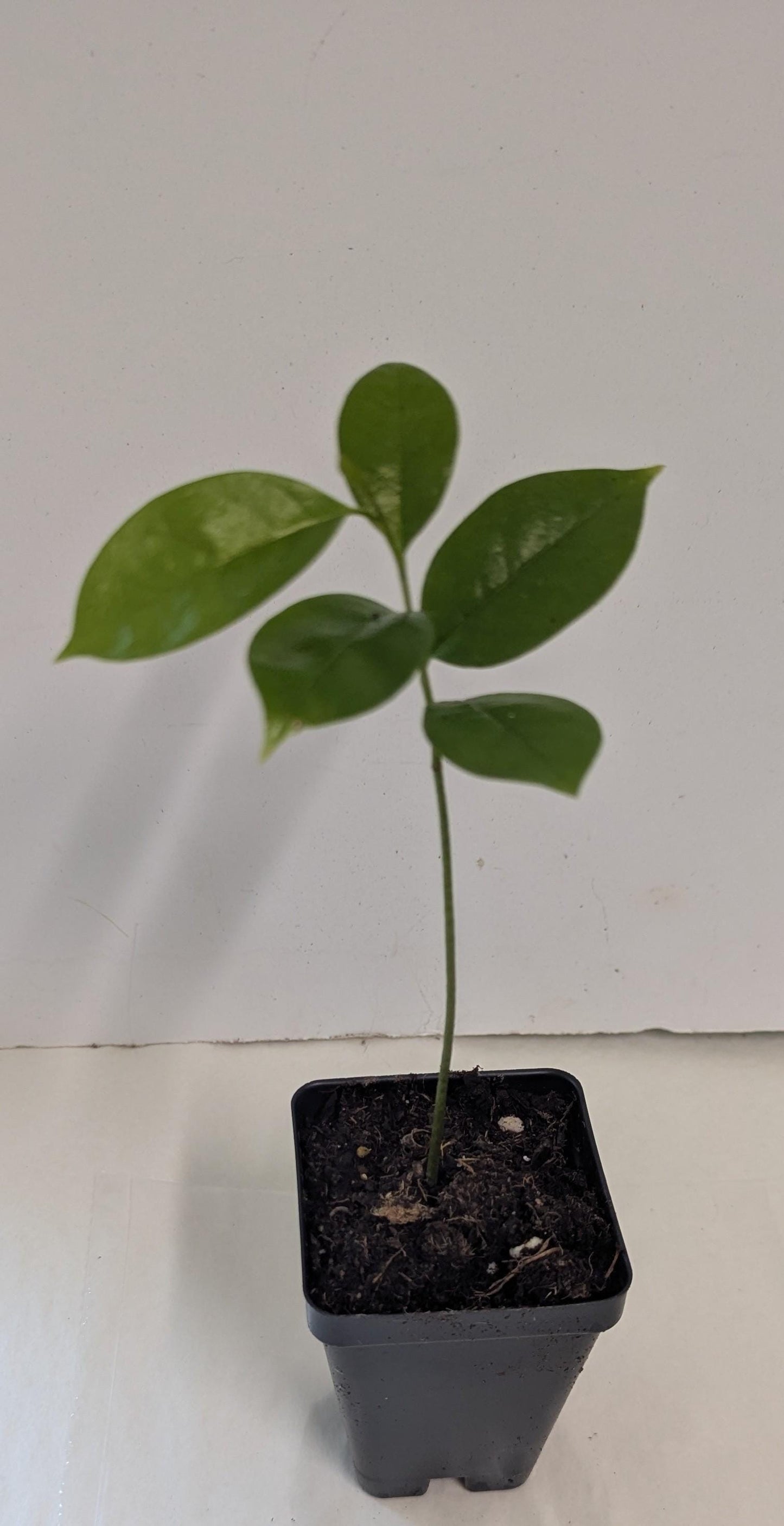 Organic Soursop Tree Seedling  Medicinal Fruit Tree Plant (2.5" Pot)